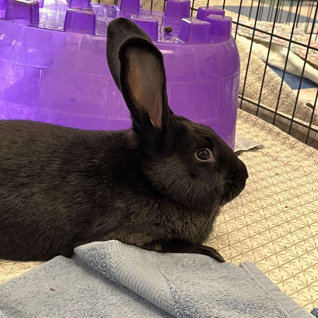 Taffy, a Adoptable American in Bedford, NH image 2/6