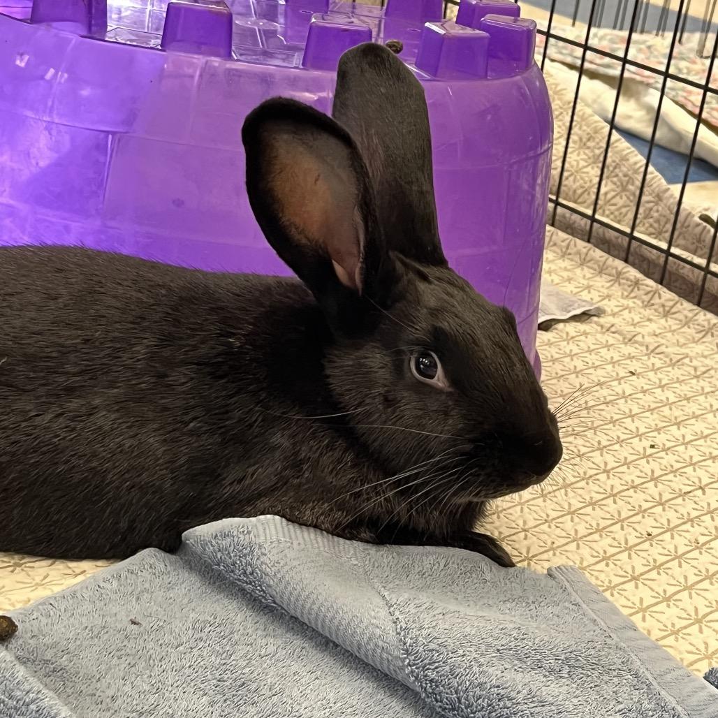 Taffy, a Adoptable American in Bedford, NH image 3/6