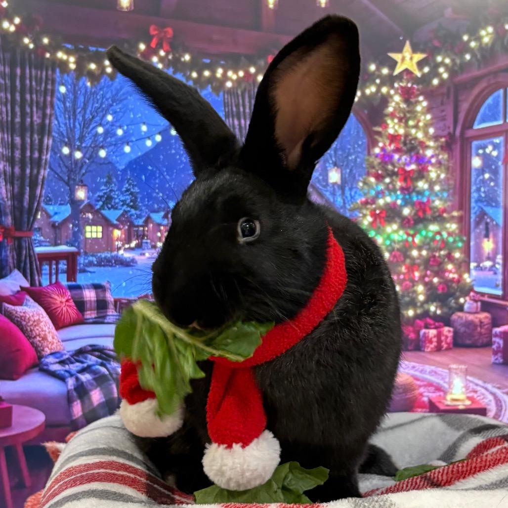 Taffy, a Adoptable American in Bedford, NH image 4/6