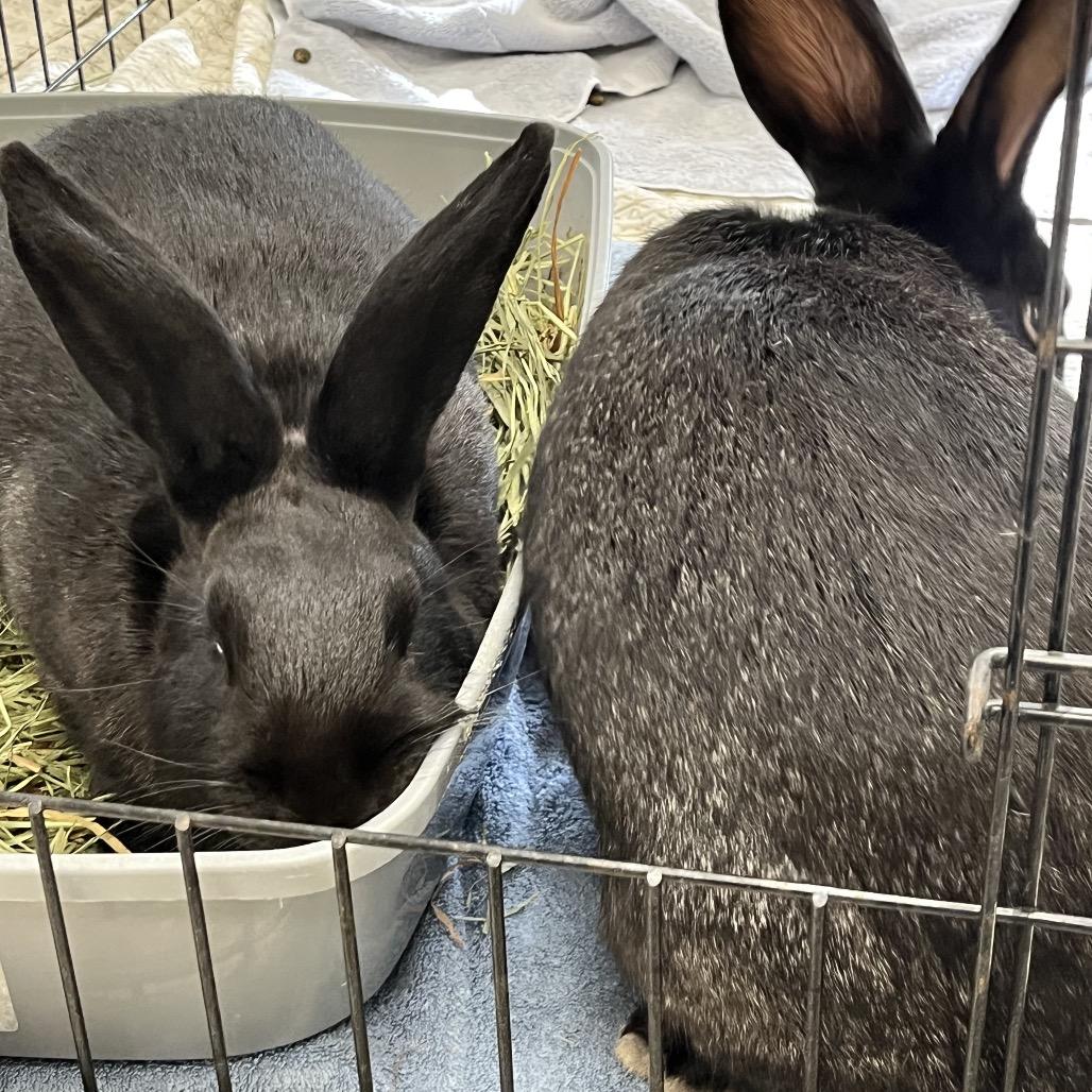 Taffy, a Adoptable American in Bedford, NH image 5/6