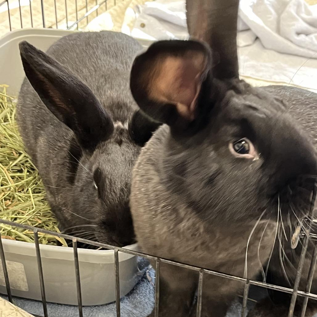 Taffy, a Adoptable American in Bedford, NH image 6/6