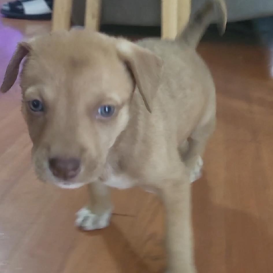 Red, Adoptable, Puppy Male Husky & Mixed Breed.