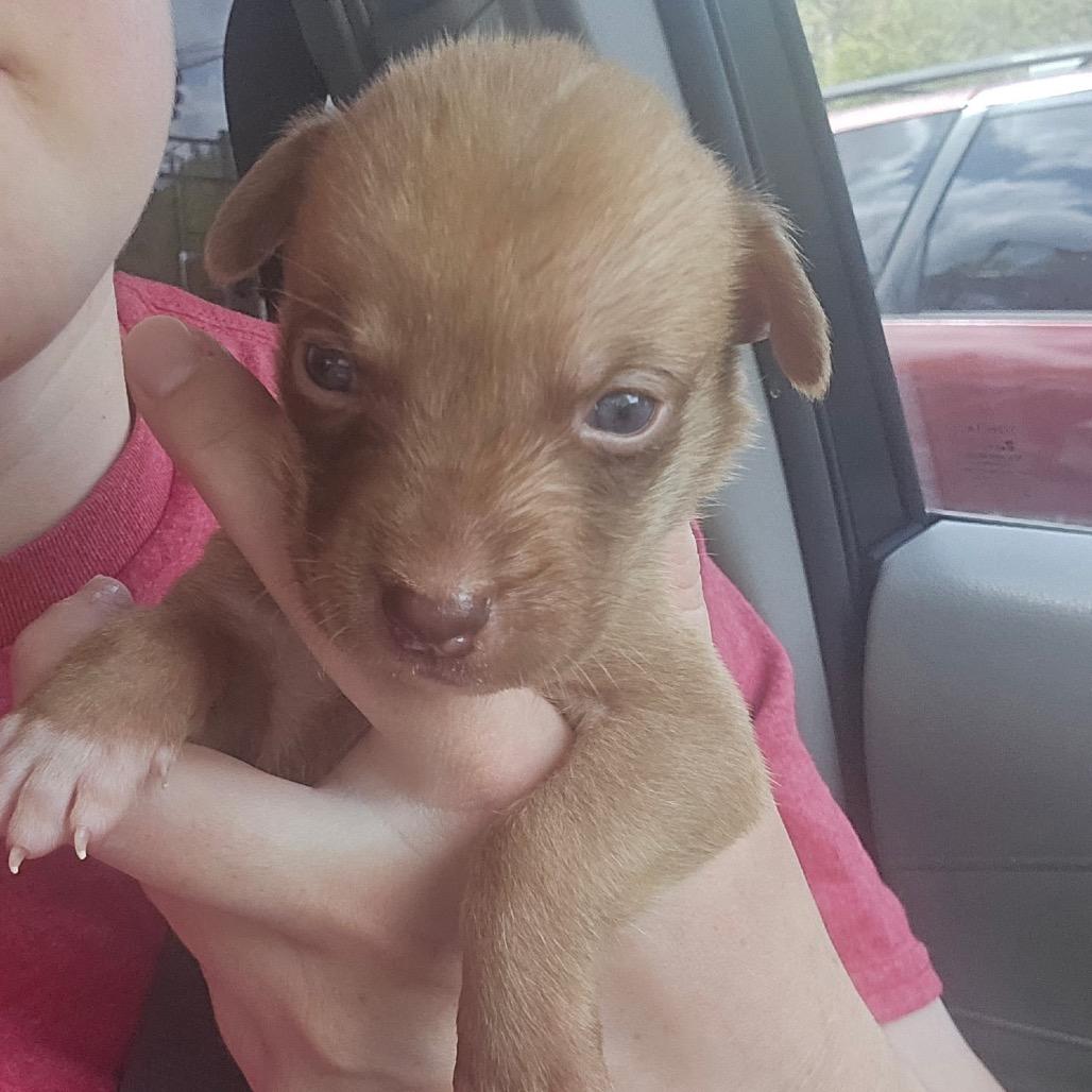 Enlarge Red, a Adoptable mixed breed in Aberdeen, NC image 2/2