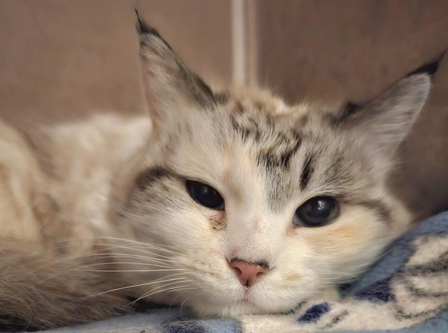 SKITTLES, Adoptable, Adult Female Domestic Medium Hair.