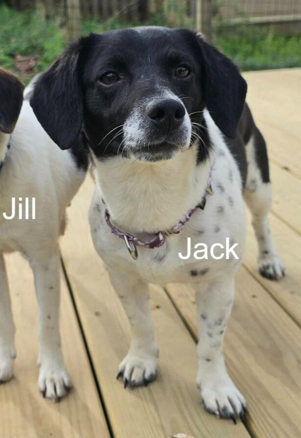 Enlarge Jack, a Adoptable mixed breed in Woodbridge, VA image 1/1
