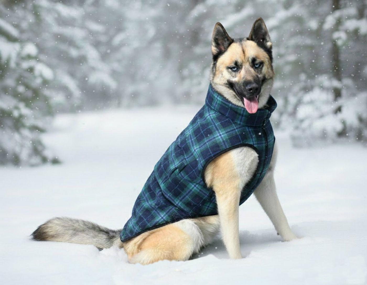 Dante, Adoptable, Young Male German Shepherd Dog & Husky.