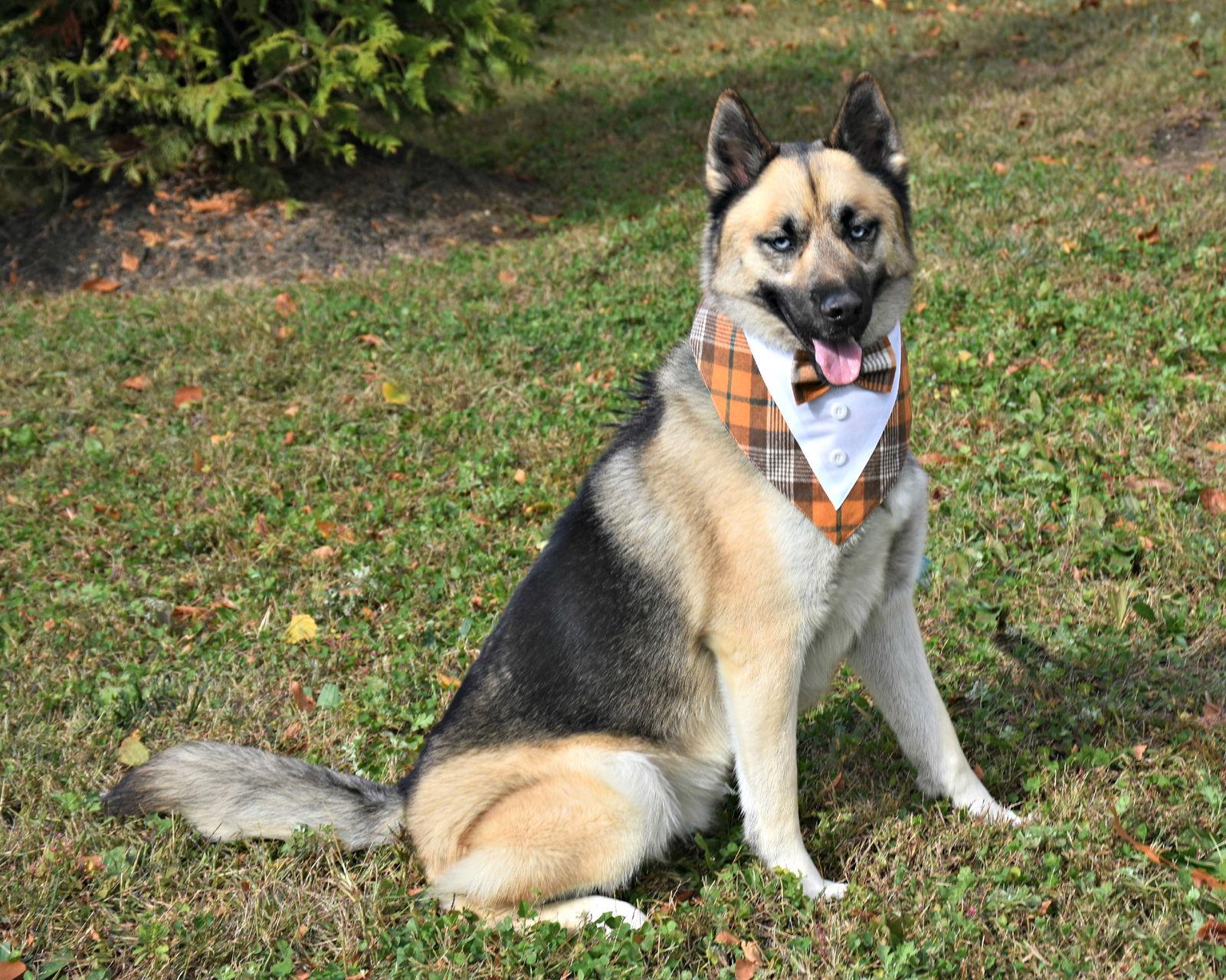 Enlarge Dante, a Adoptable mixed breed in Spring Lake, NJ image 1/3