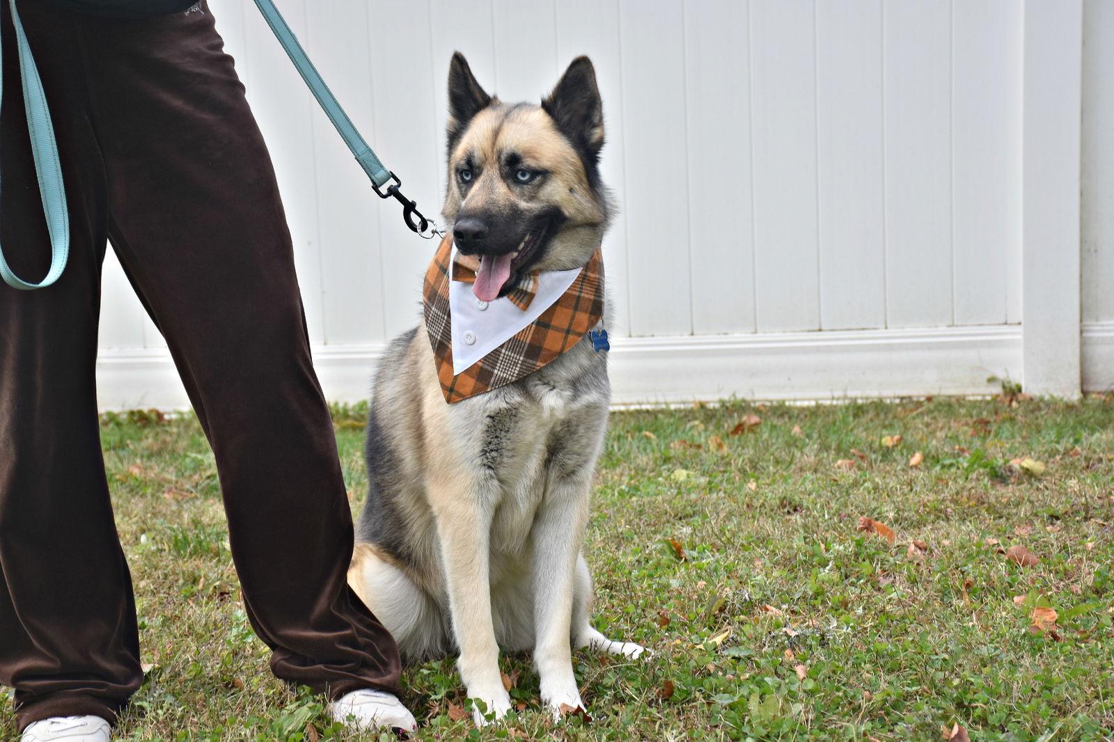 Enlarge Dante, a Adoptable mixed breed in Spring Lake, NJ image 2/3