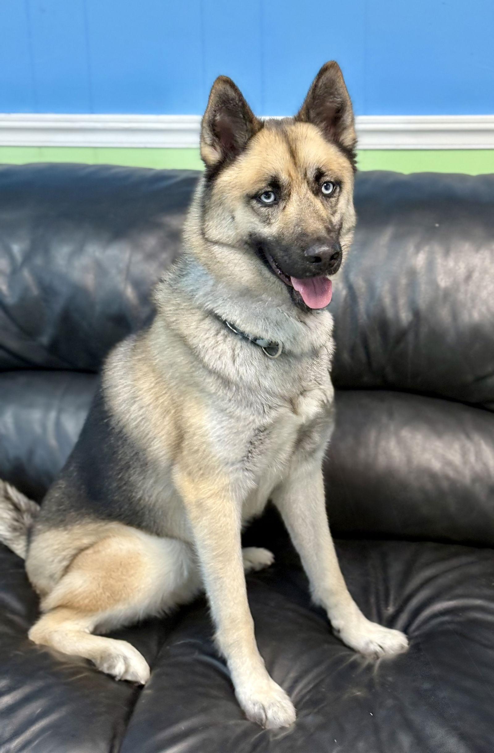 Enlarge Dante, a Adoptable mixed breed in Spring Lake, NJ image 3/3