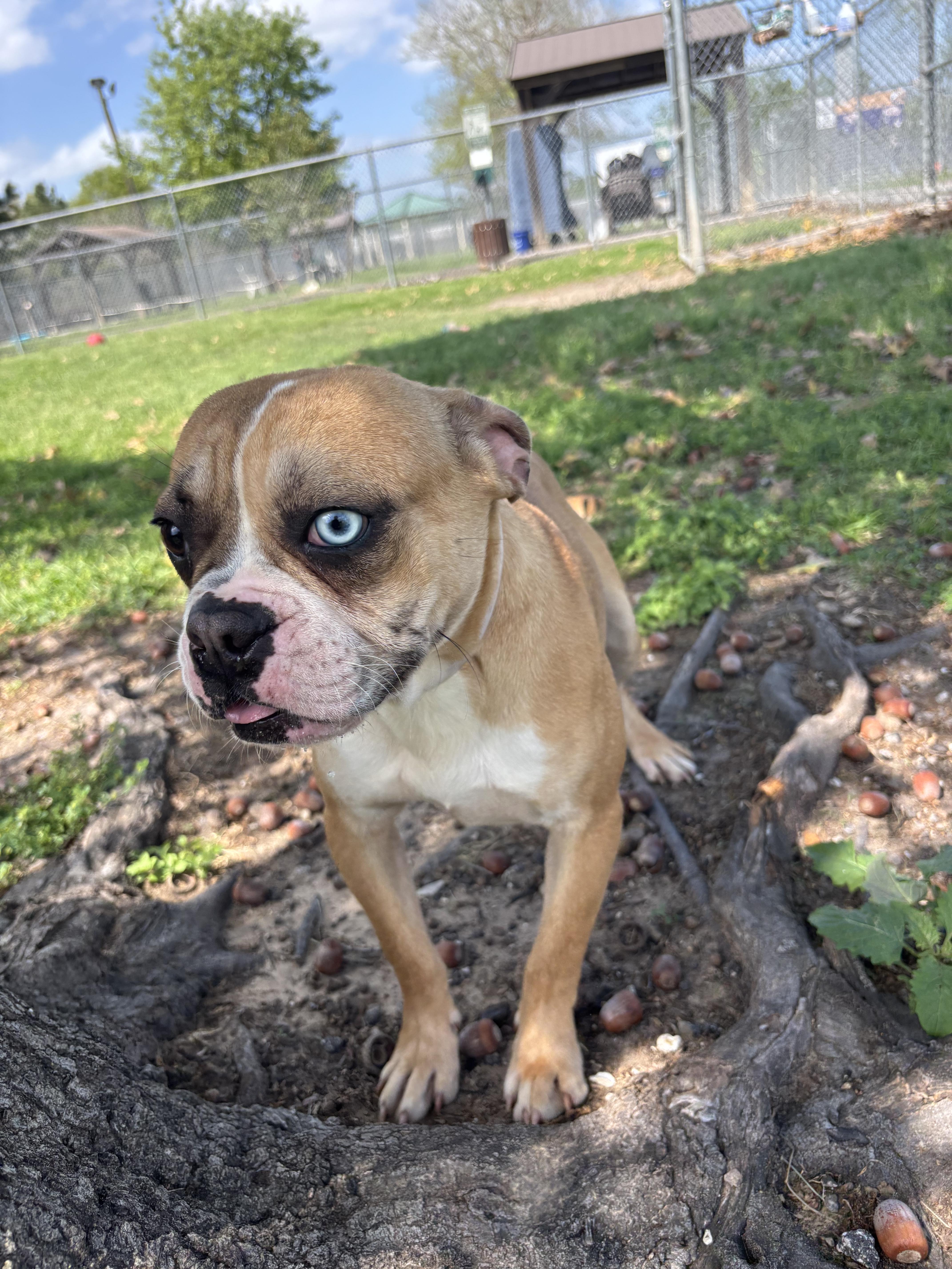 Enlarge Pipo ( 30lbs ,quiet, friendly, house trained, crate trained, super cute ), an adopted mixed breed in Midland, MI image 3/6