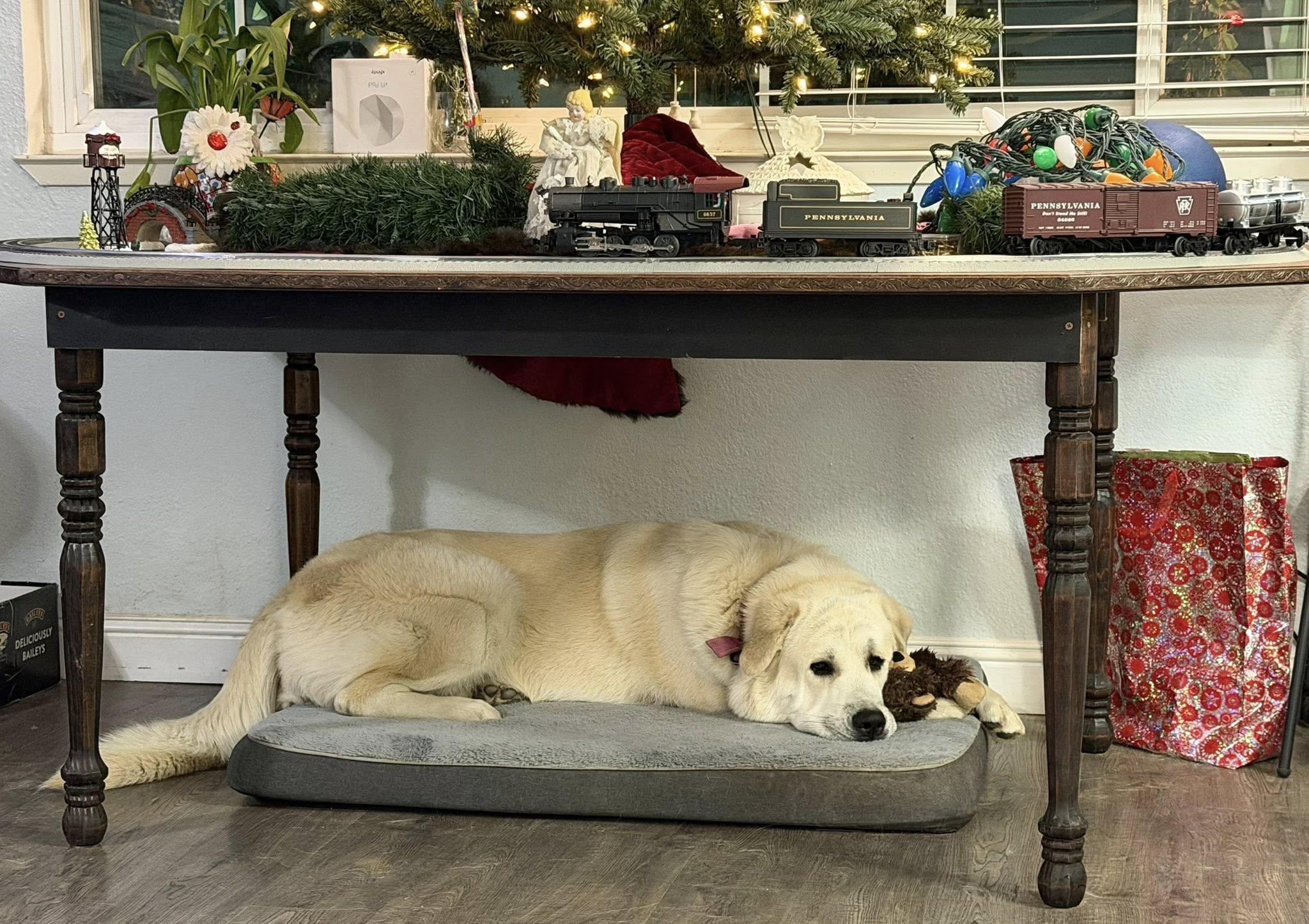 Enlarge Little Bear, an adopted mixed breed in Oakdale, CA image 5/5