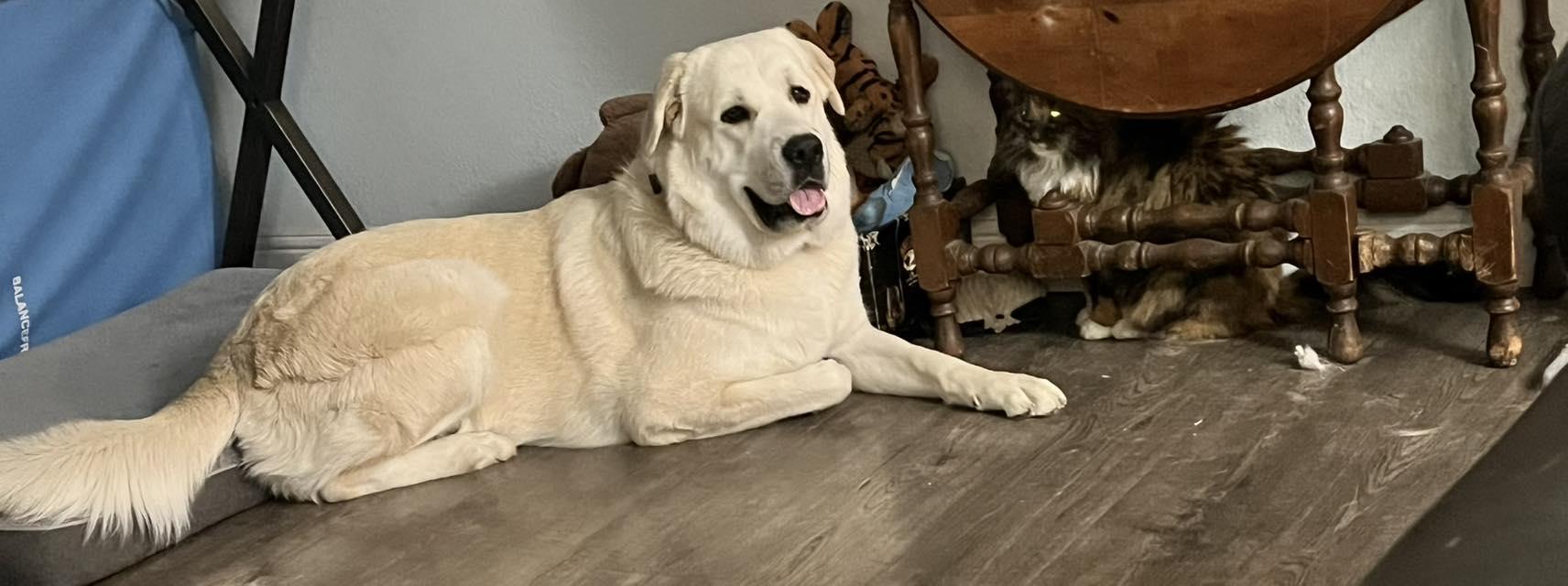 Little Bear, adopted, Young Female Great Pyrenees & Mastiff.