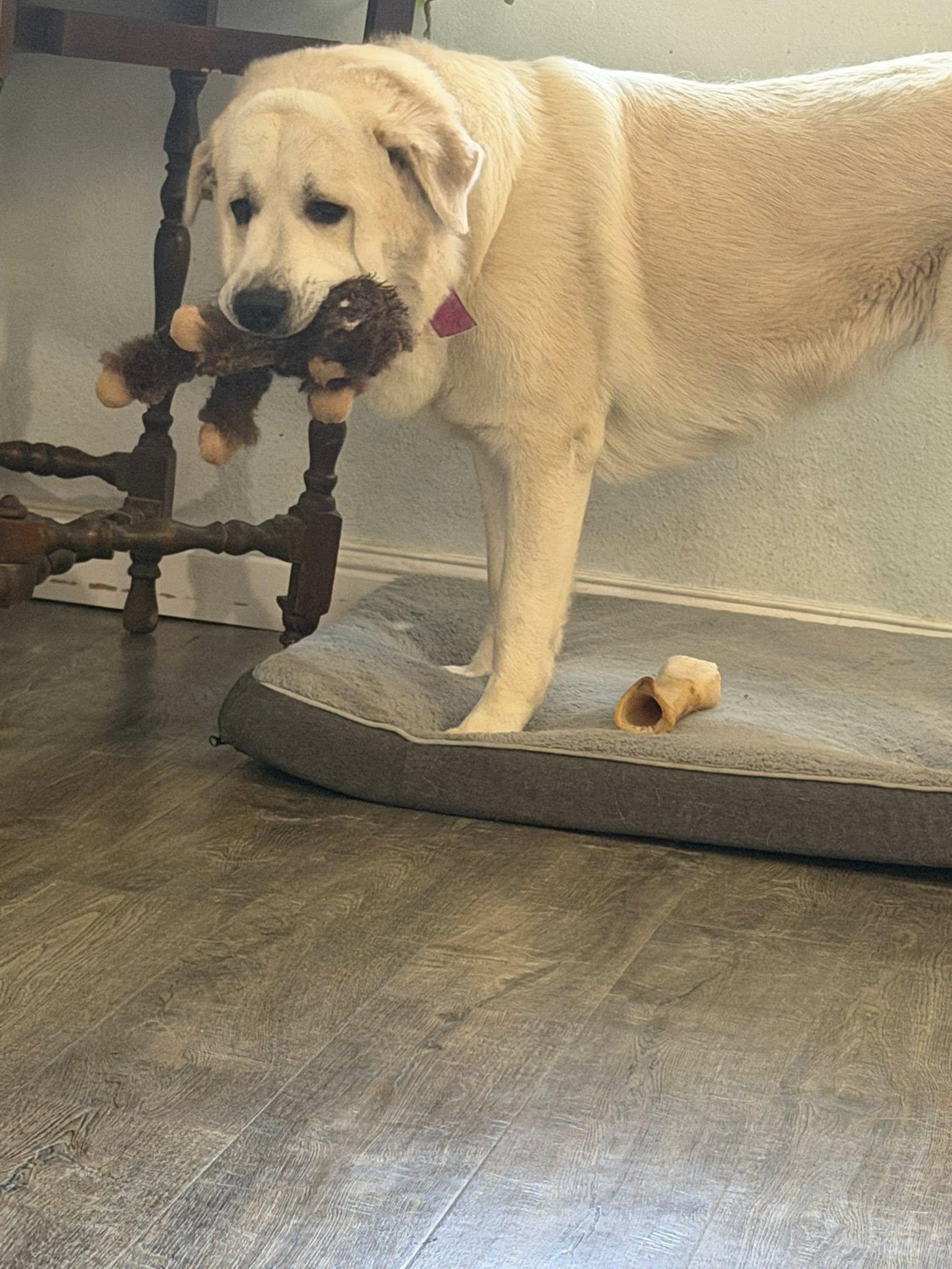 Enlarge Little Bear, an adopted mixed breed in Oakdale, CA image 3/5