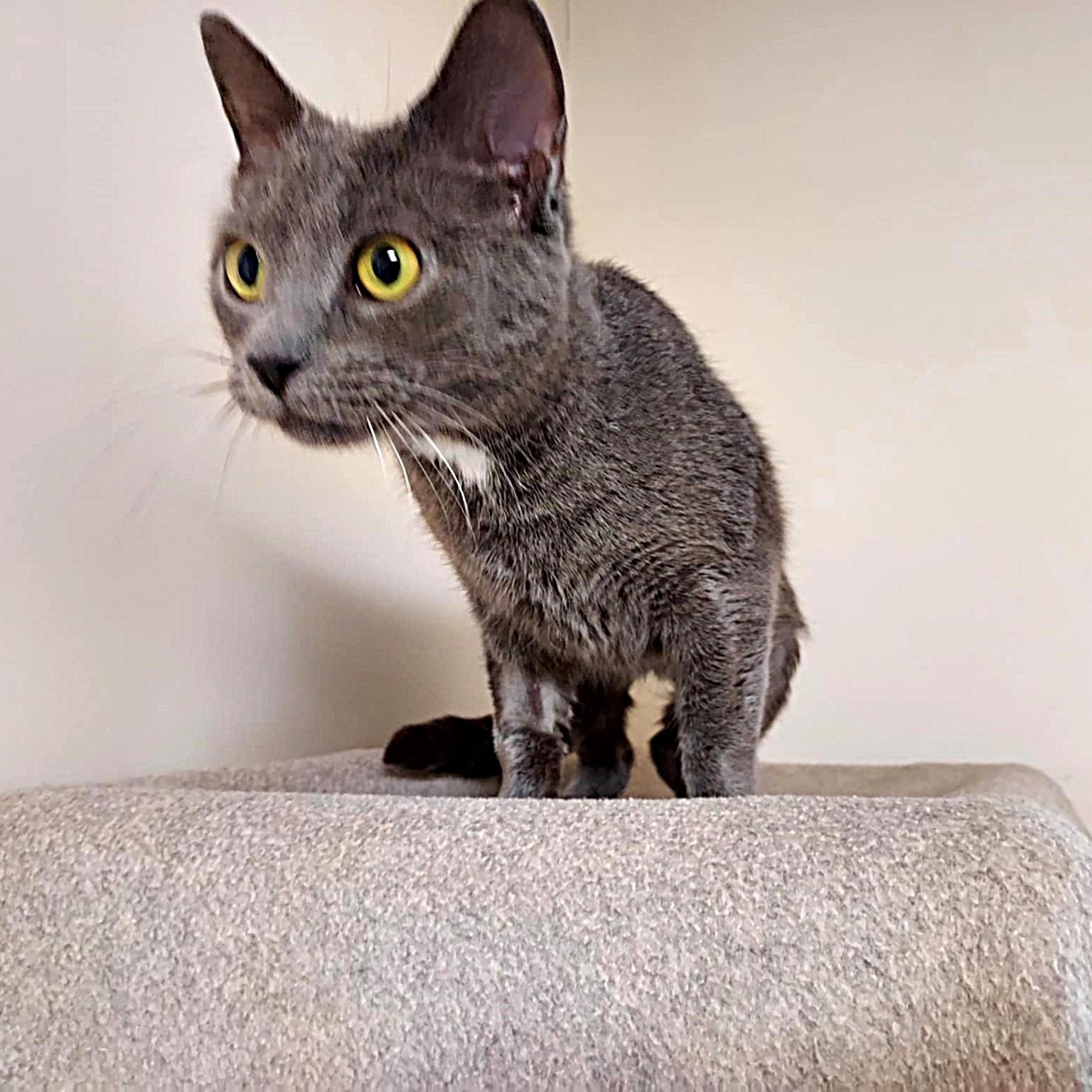 Jessie, a ADOPTABLE Domestic Short Hair in Falls Creek, PA image 4/5