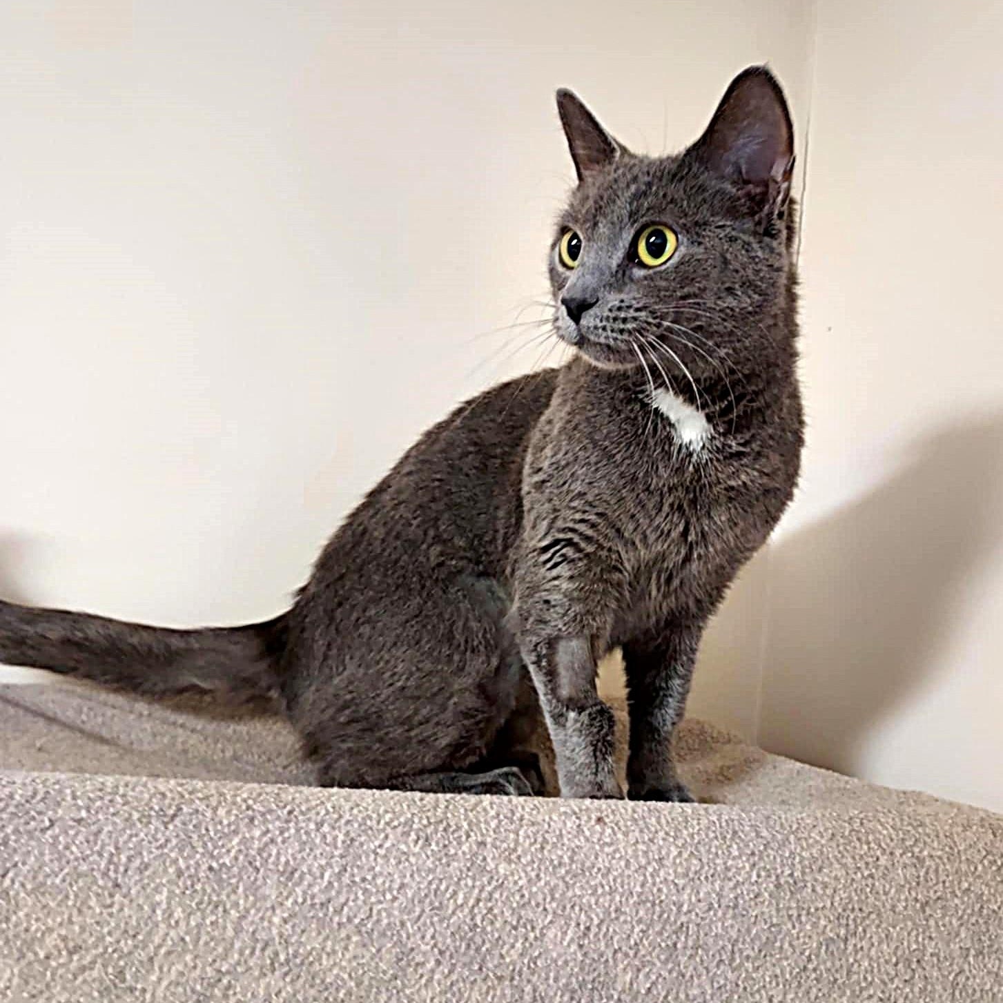 Jessie, ADOPTABLE, Young Female Domestic Short Hair.