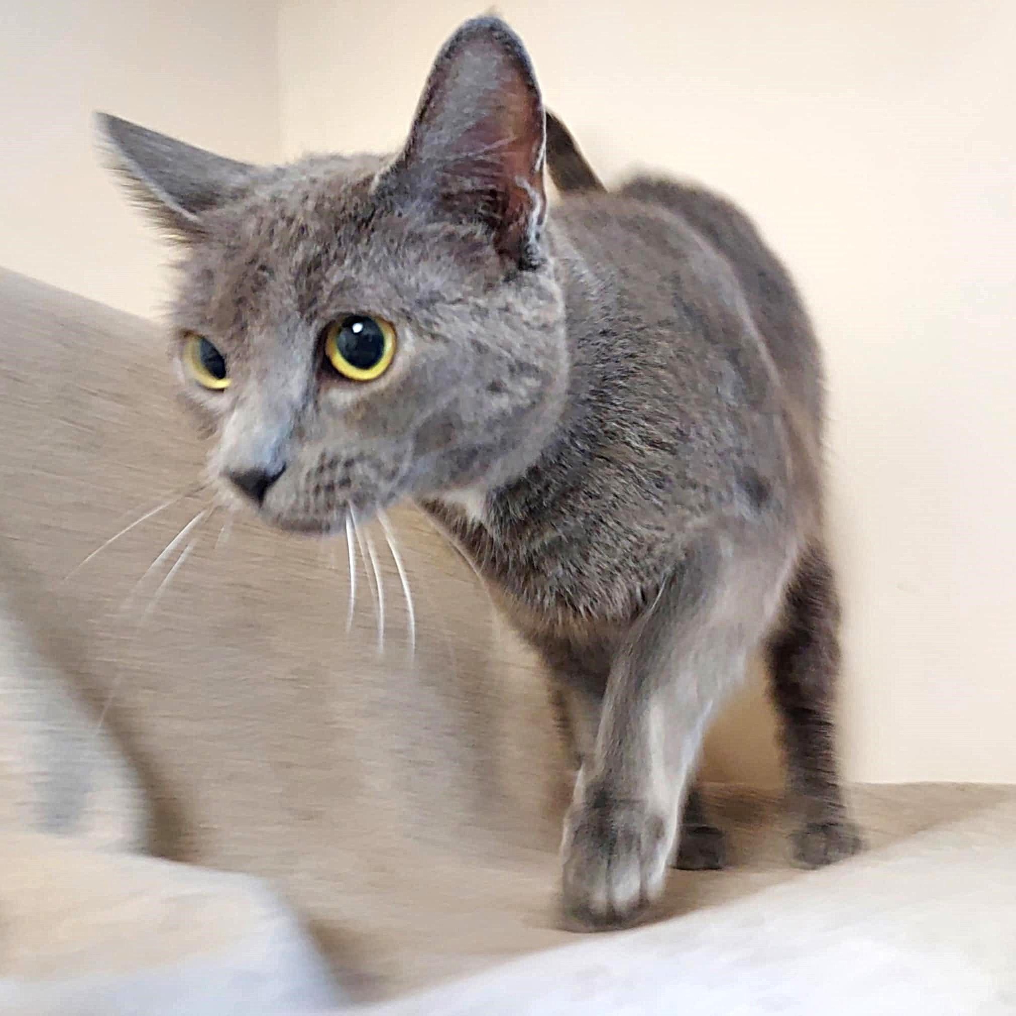 Jessie, a ADOPTABLE Domestic Short Hair in Falls Creek, PA image 5/5