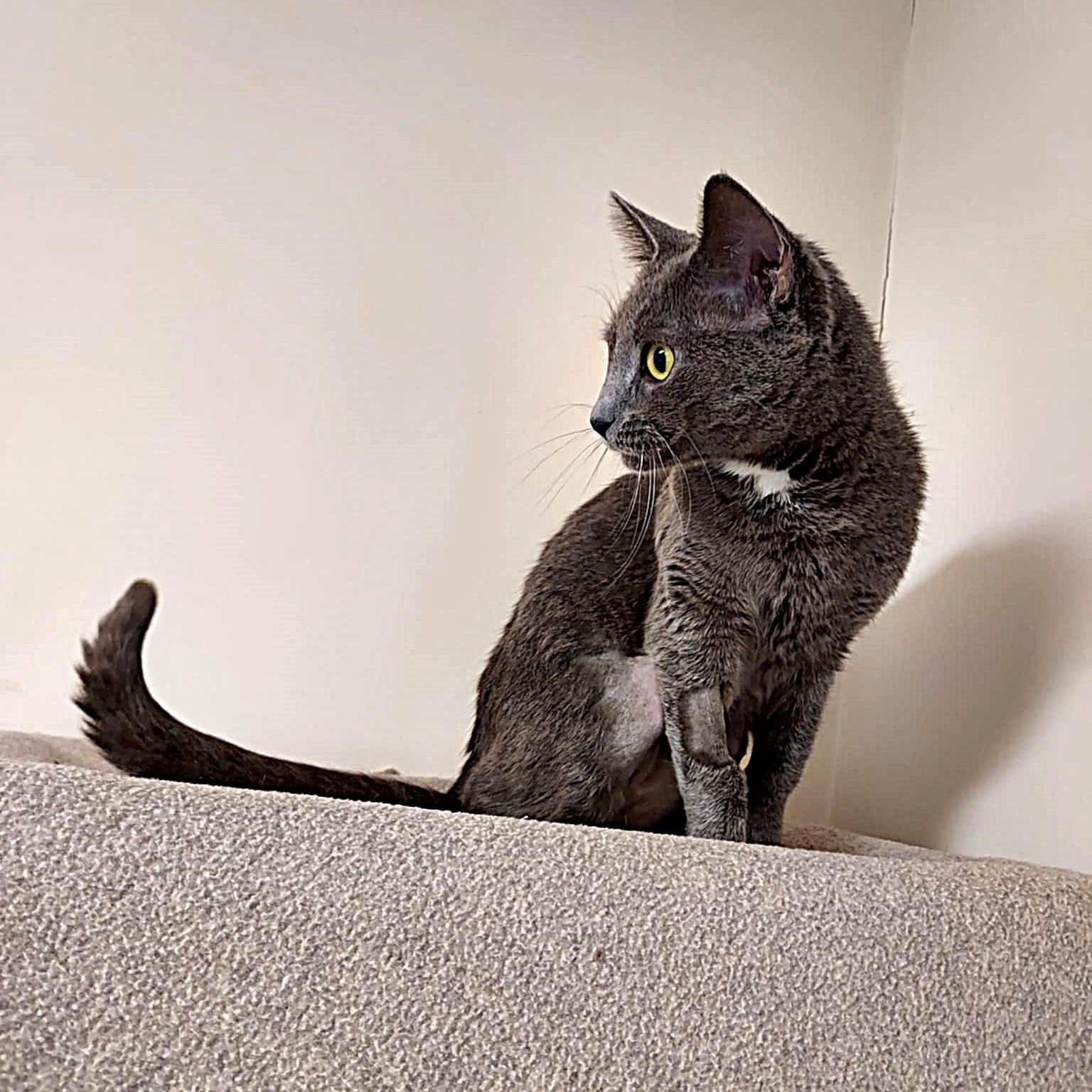 Jessie, a ADOPTABLE Domestic Short Hair in Falls Creek, PA image 2/5