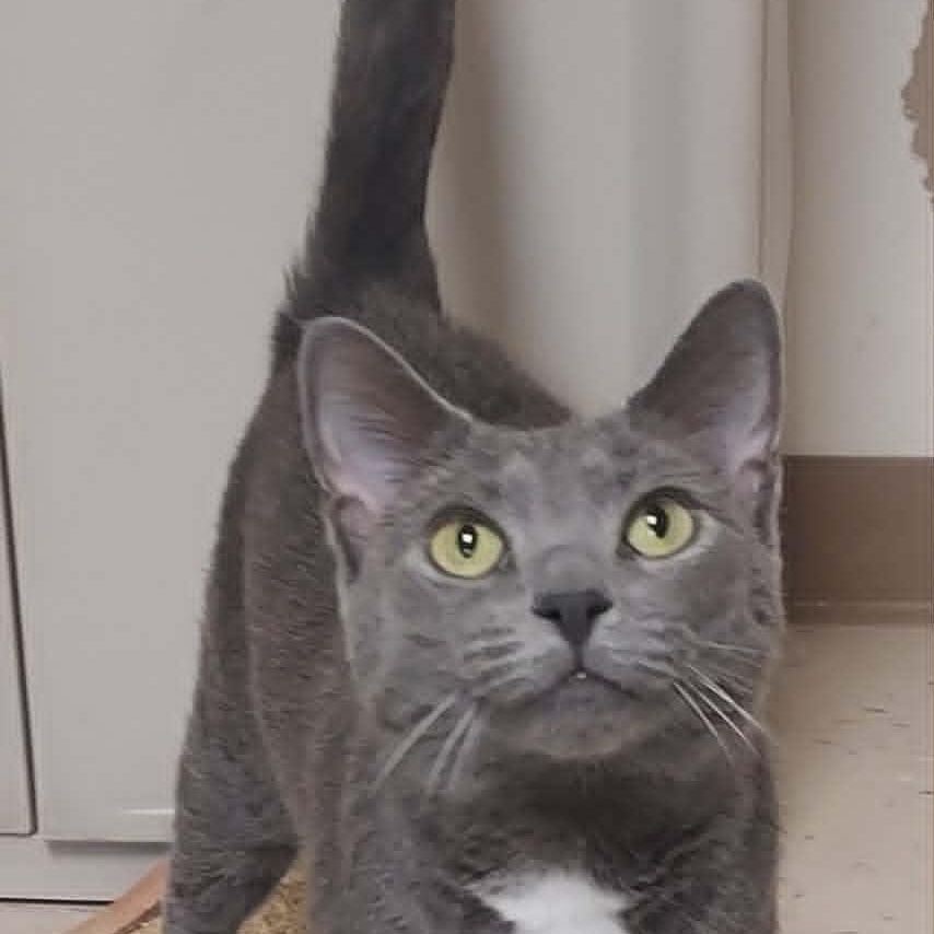 Jessie, a ADOPTABLE Domestic Short Hair in Falls Creek, PA image 3/5