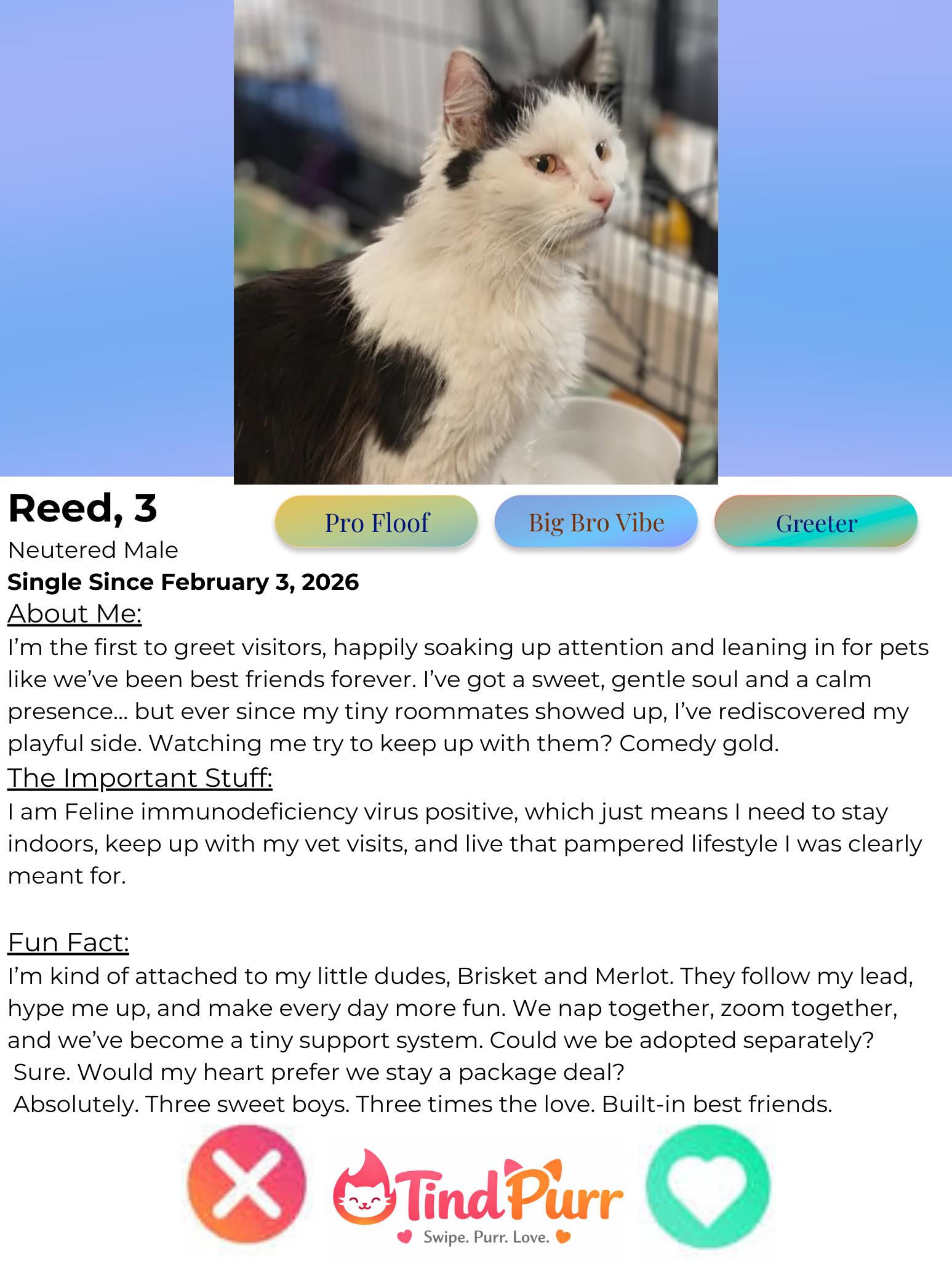 Reed, a ADOPTABLE Domestic Long Hair in Indiana, PA image 4/4
