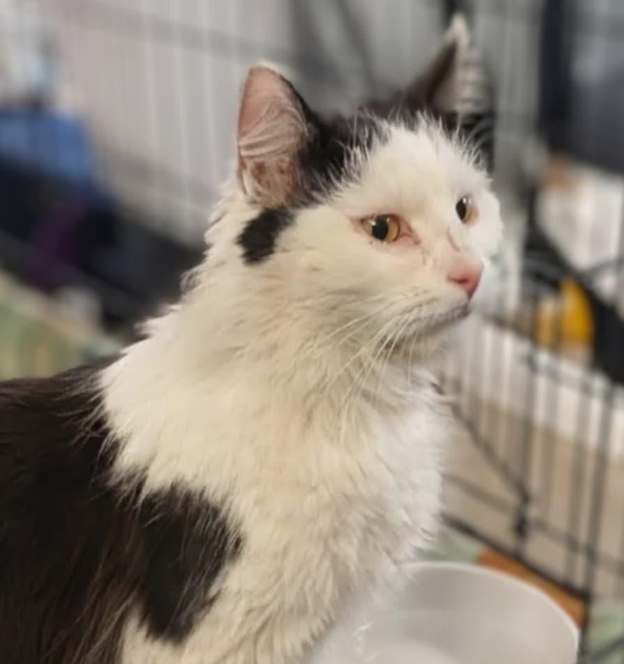 Reed, a ADOPTABLE Domestic Long Hair in Indiana, PA image 3/4