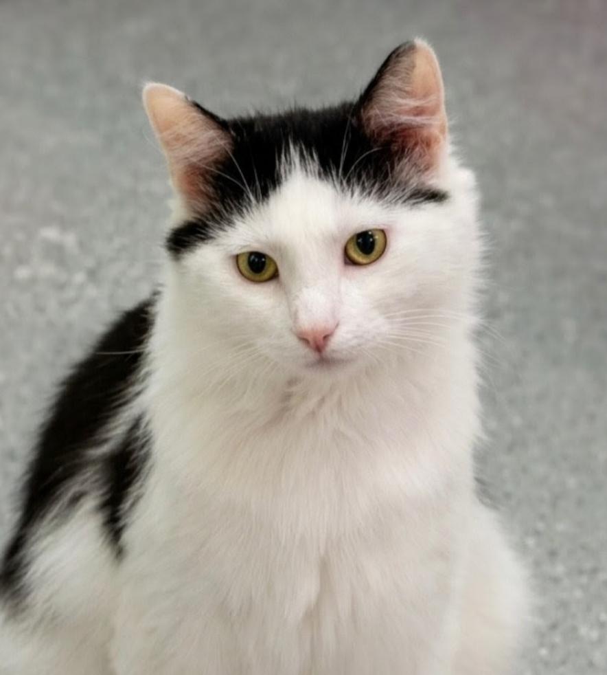 Reed, ADOPTABLE, Adult Male Domestic Long Hair.