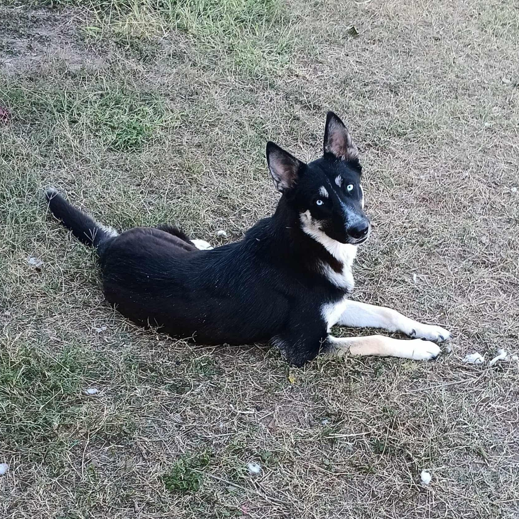 Kalesi, a Adoptable mixed breed in Manchester, NH image 2/4