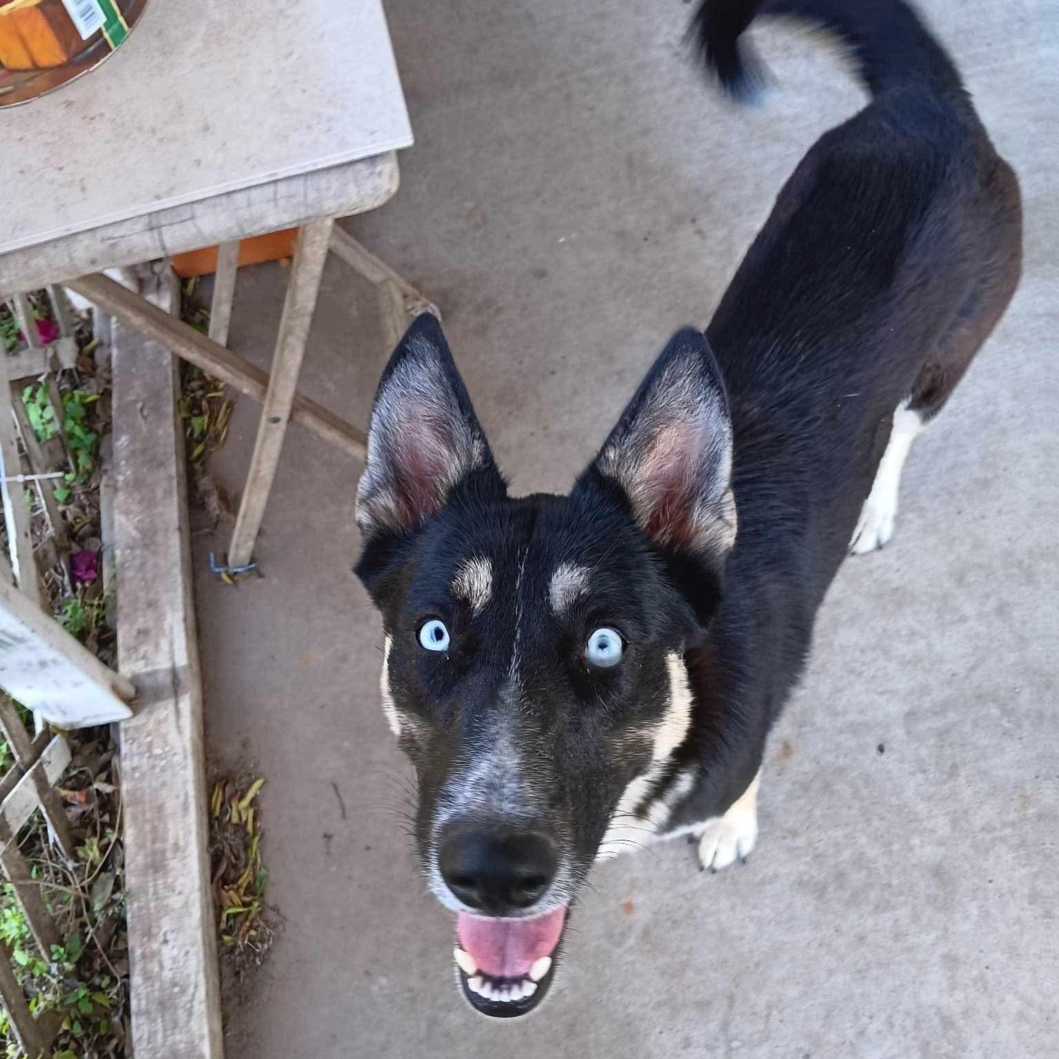 Kalesi, a Adoptable mixed breed in Manchester, NH image 3/4