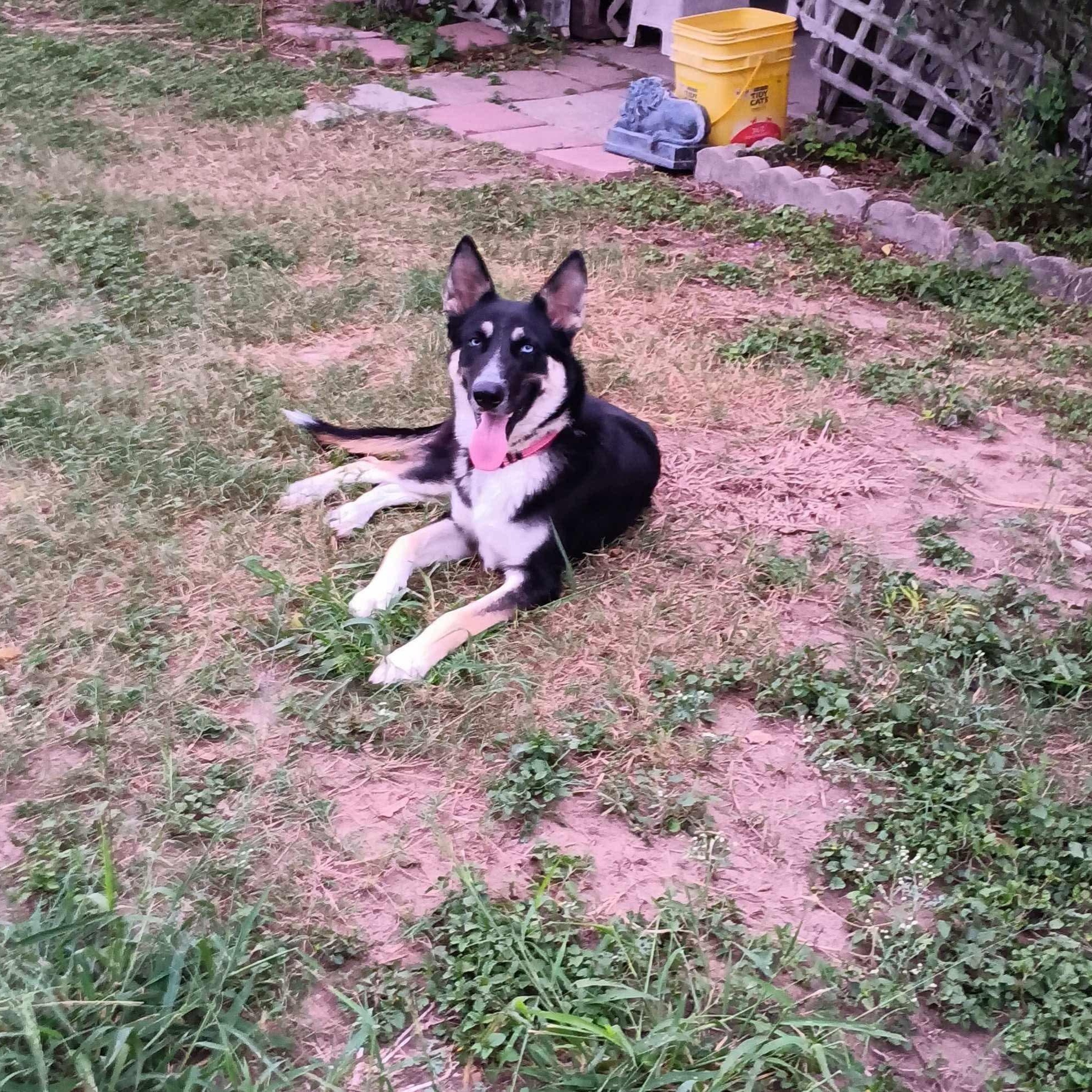 Kalesi, a Adoptable mixed breed in Manchester, NH image 4/4