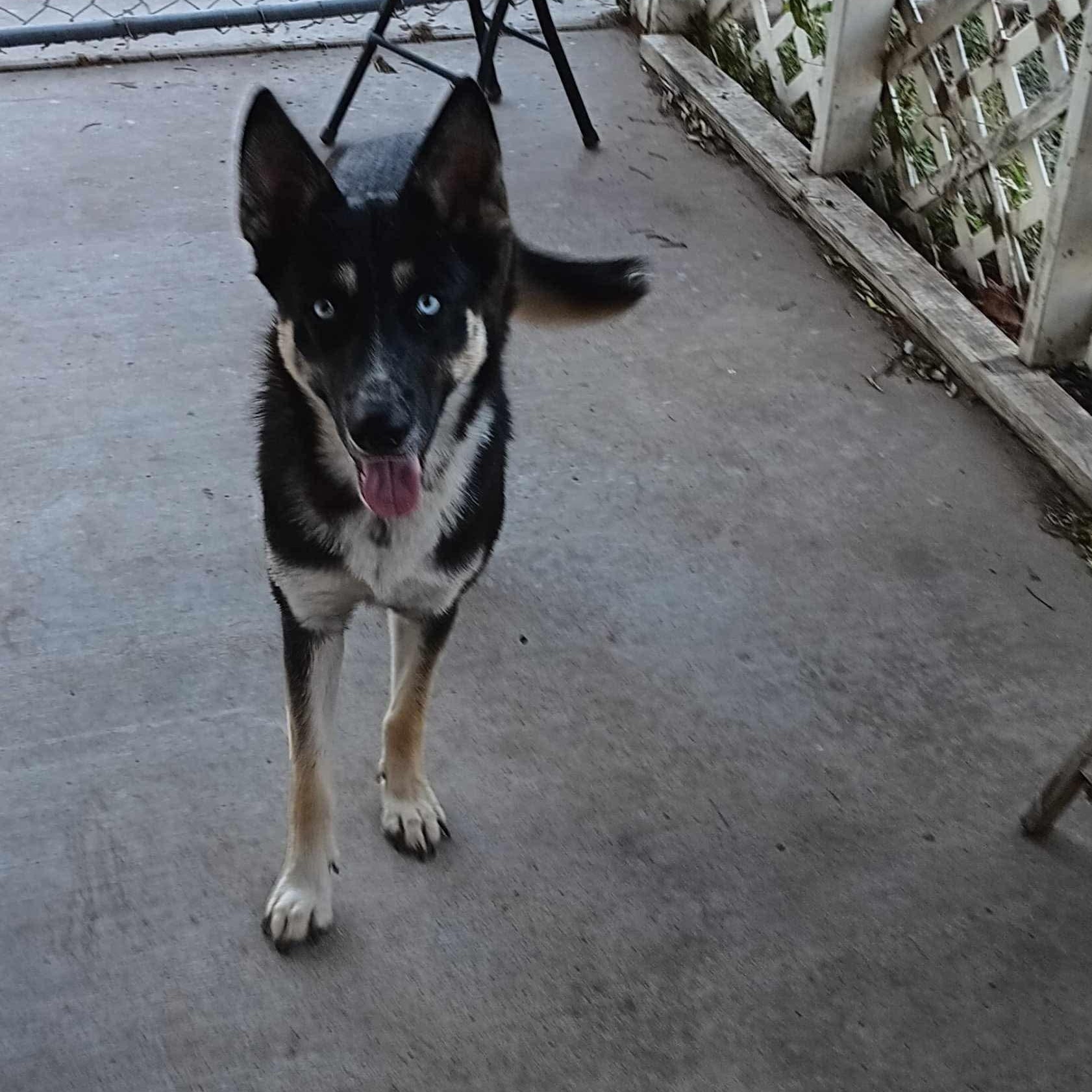 Kalesi, Adoptable, Adult Female Shepherd.