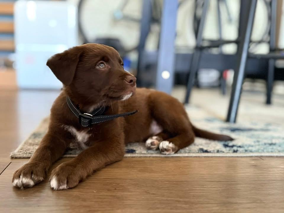 Enlarge Roman , an adopted mixed breed in Tampa, FL image 3/3