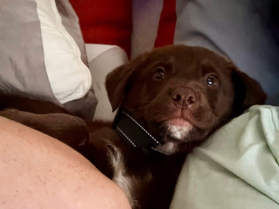Roman , adopted, Puppy Male Chocolate Labrador Retriever.