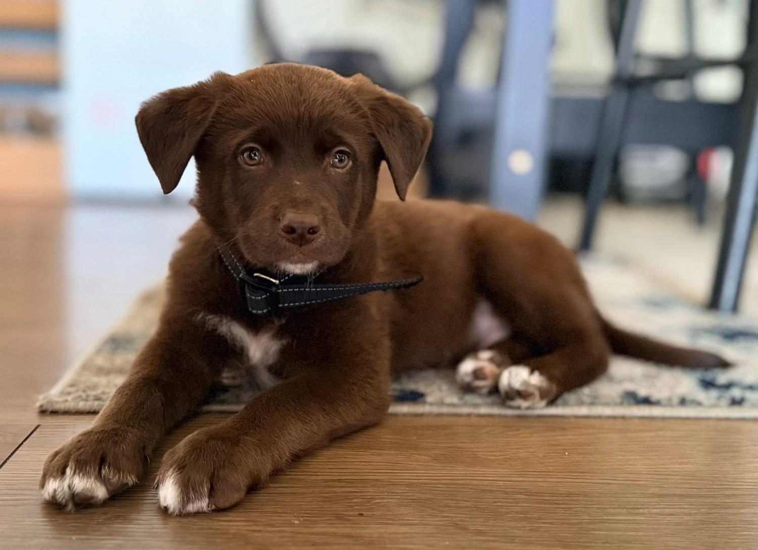 Enlarge Roman , an adopted mixed breed in Tampa, FL image 2/3