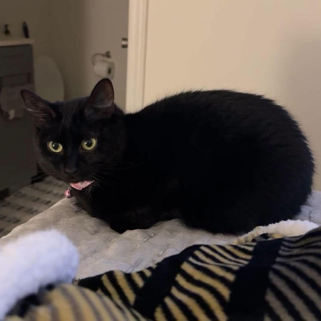 Enlarge Beverly - IN FOSTER HOME, a Adoptable Domestic Short Hair in Frankfort, IN image 1/4