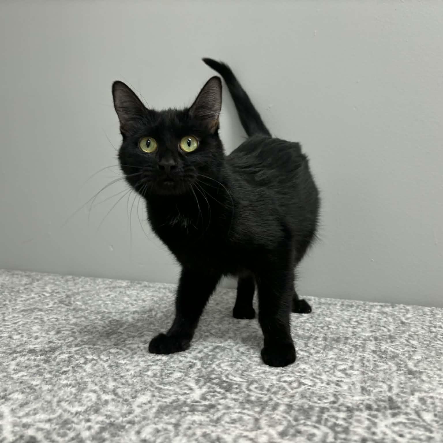 Beverly, Adoptable, Young Female Domestic Short Hair.
