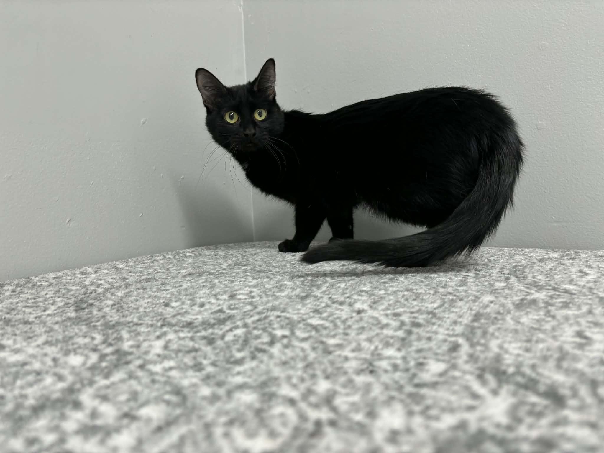 Enlarge Beverly, a Adoptable Domestic Short Hair in Frankfort, IN image 2/4