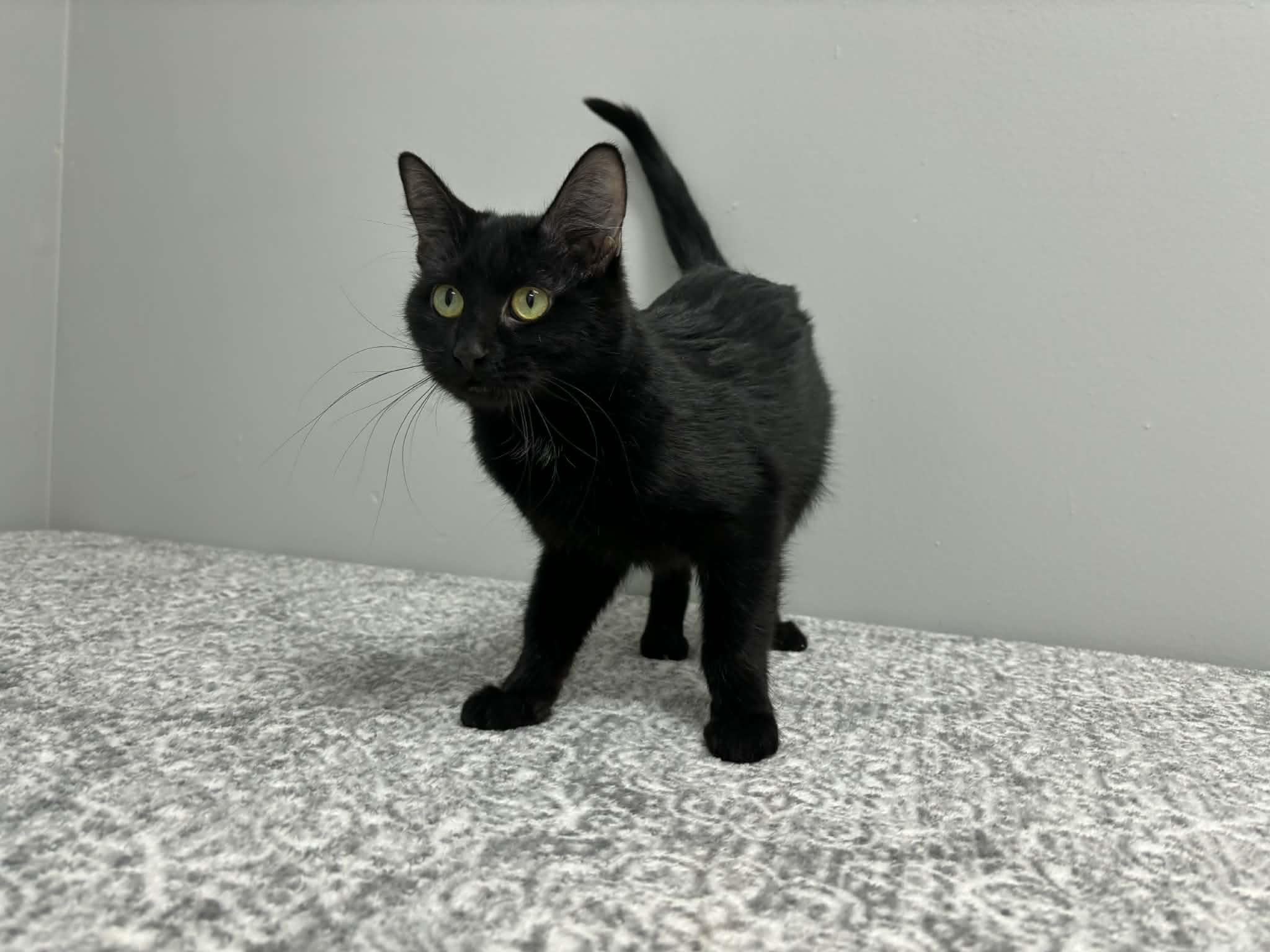 Beverly, Adoptable, Young Female Domestic Short Hair.