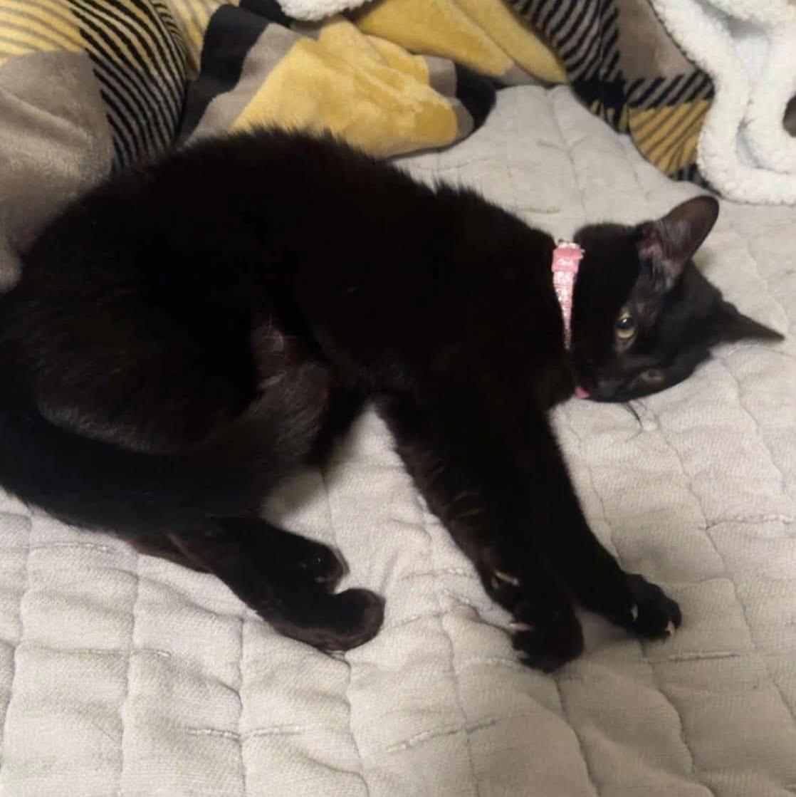 Enlarge Beverly - IN FOSTER HOME, a Adoptable Domestic Short Hair in Frankfort, IN image 2/4