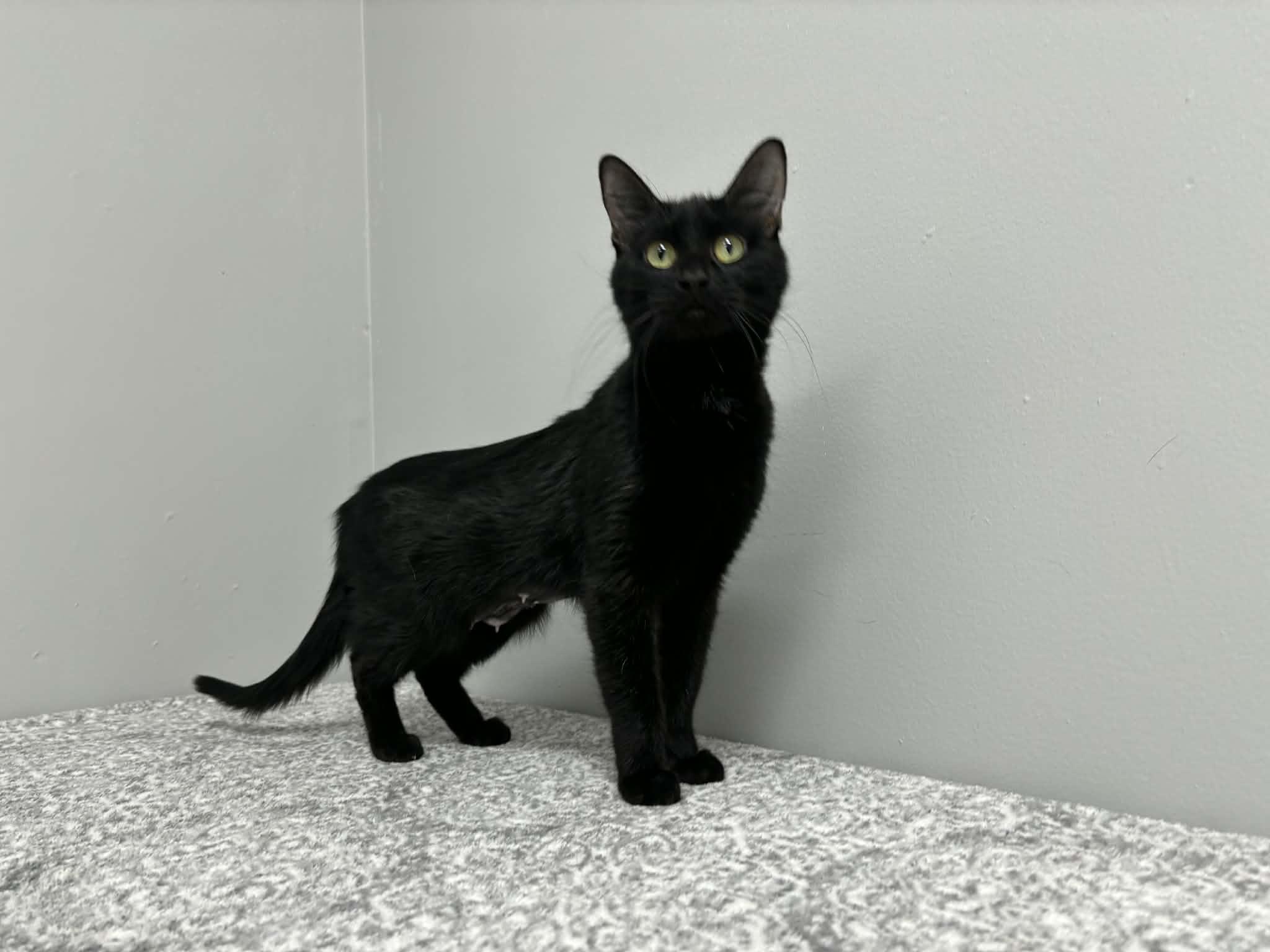 Enlarge Beverly, a Adoptable Domestic Short Hair in Frankfort, IN image 4/4