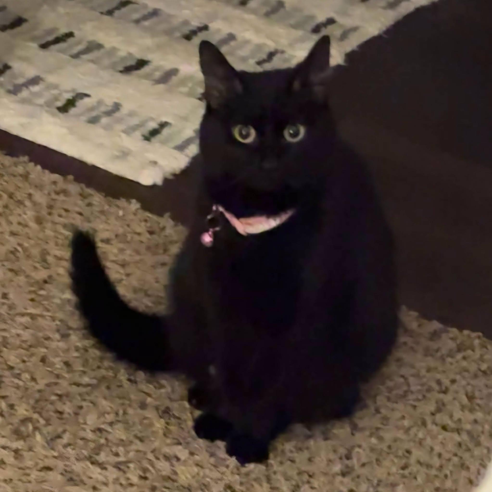 Enlarge Beverly - IN FOSTER HOME, a Adoptable Domestic Short Hair in Frankfort, IN image 3/4