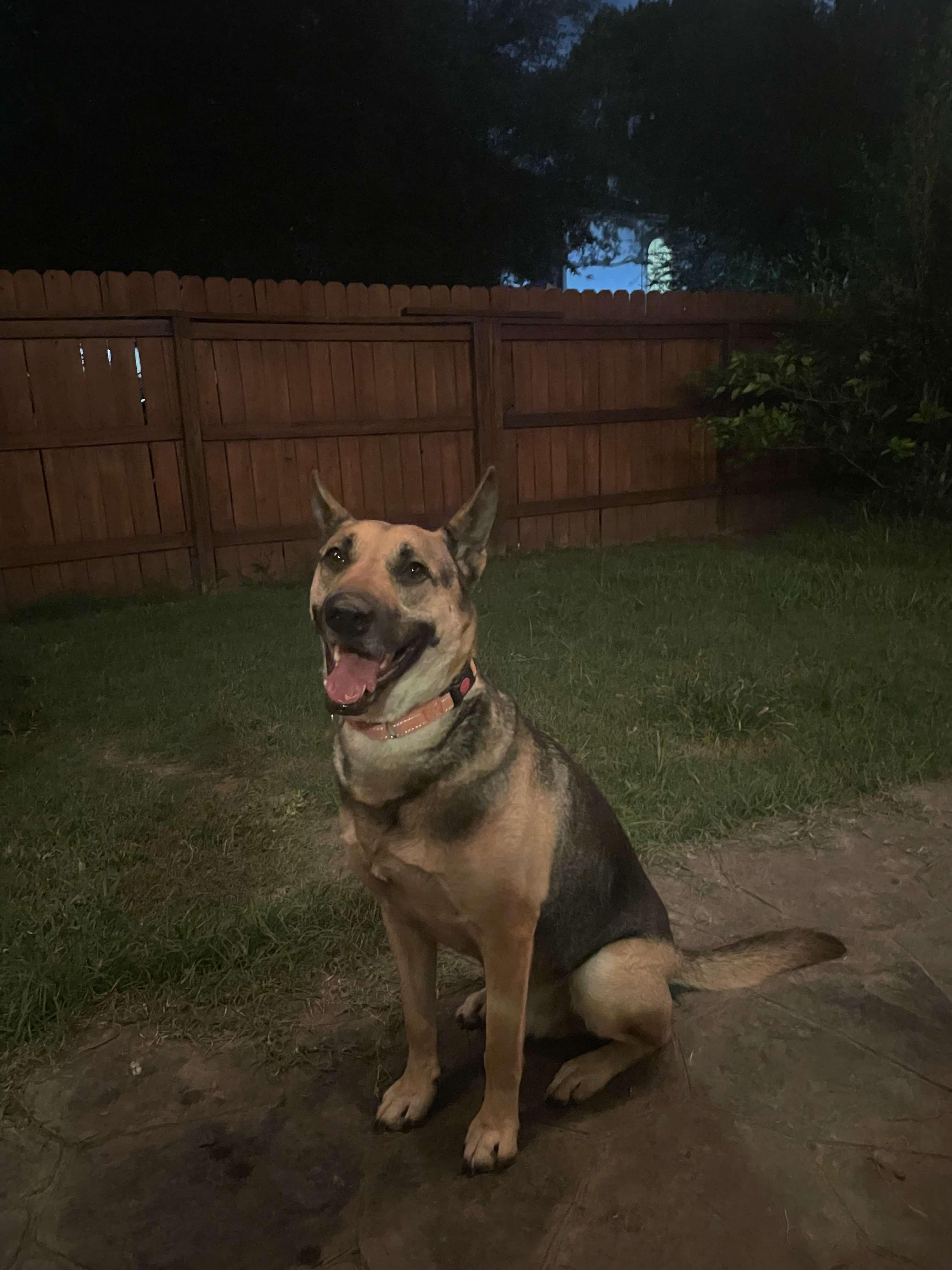 Tommy — thumbnail 2