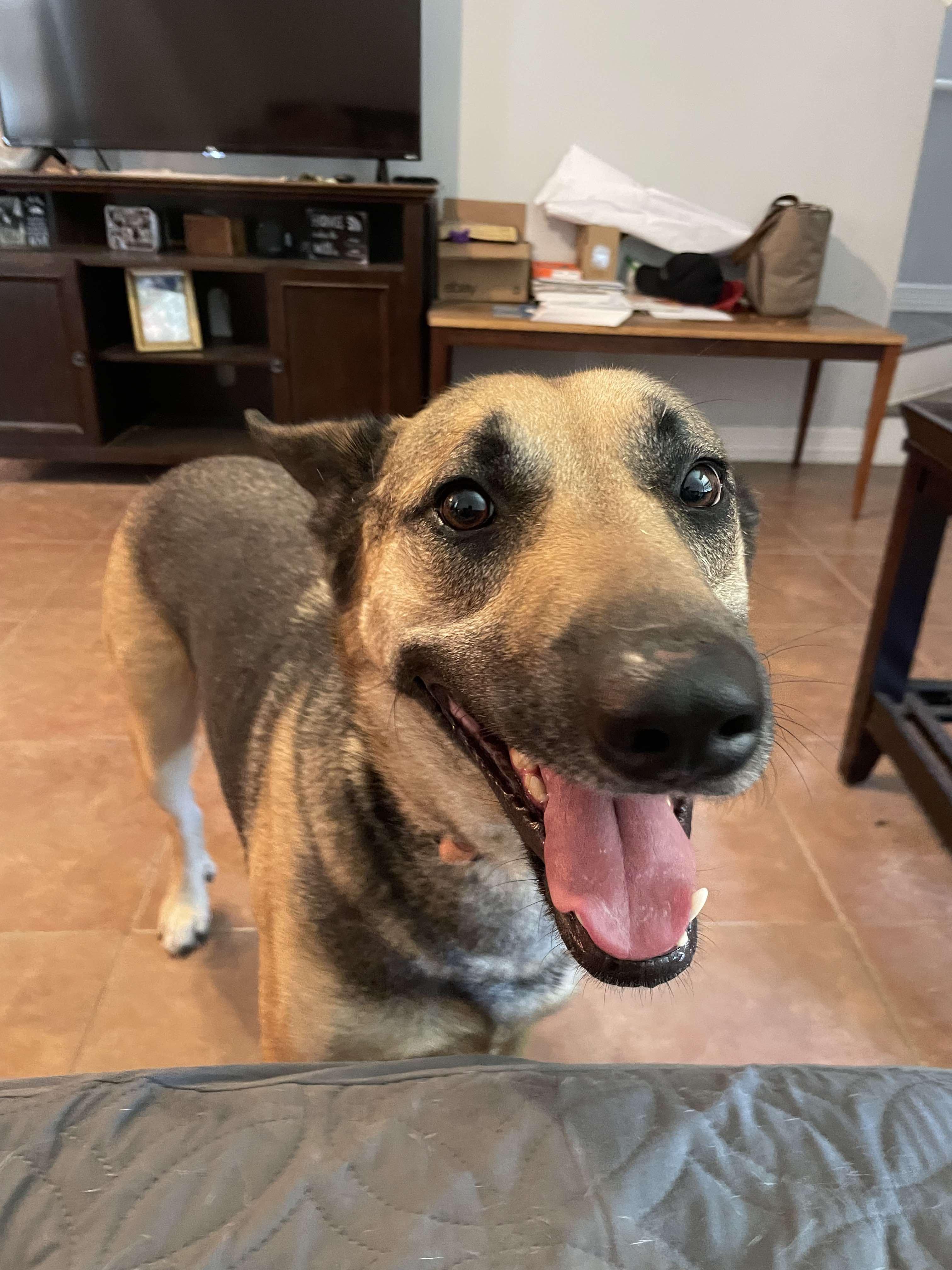 Tommy — thumbnail 4