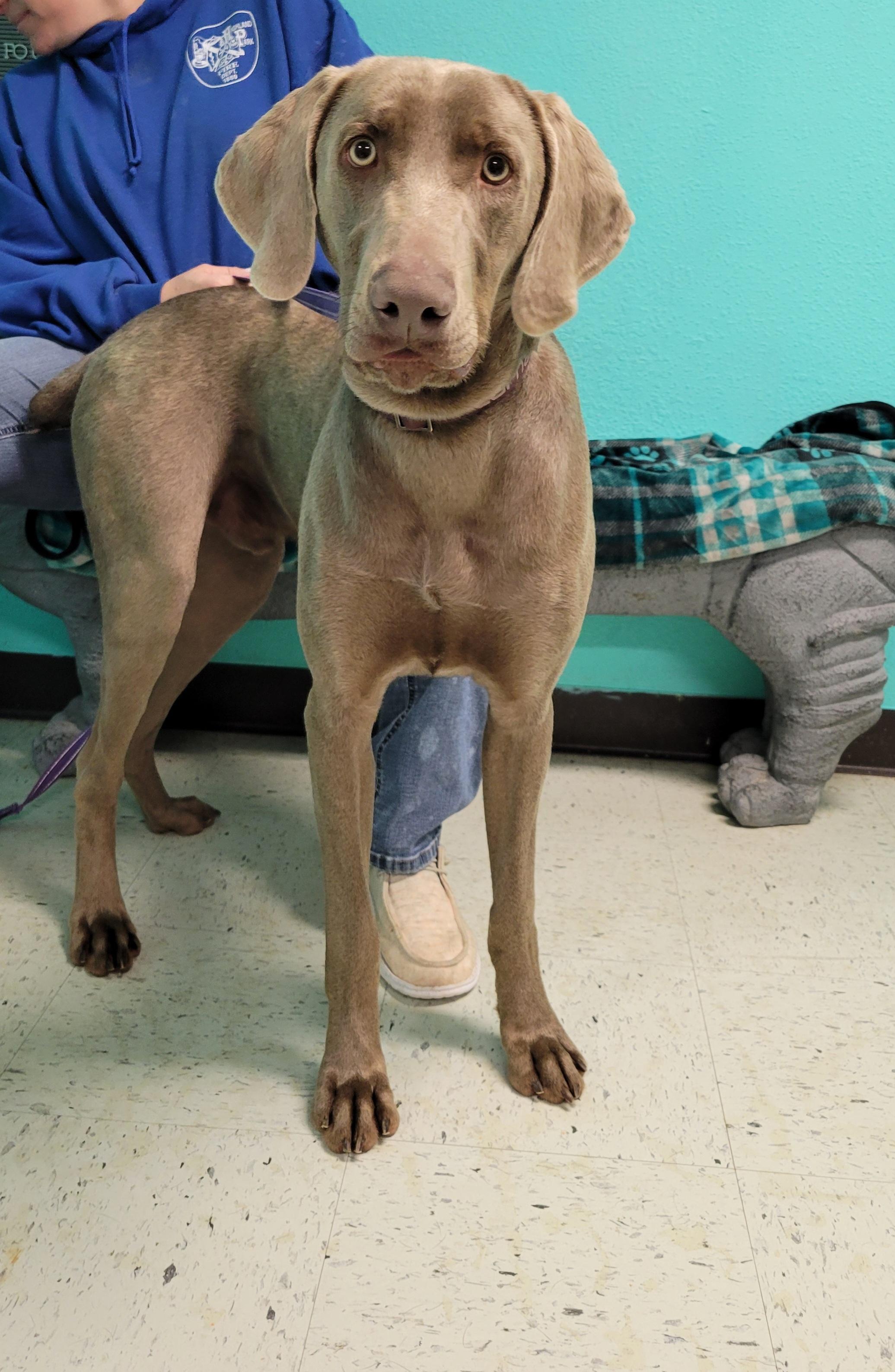 Ace, Adopted, Young Male Weimaraner.