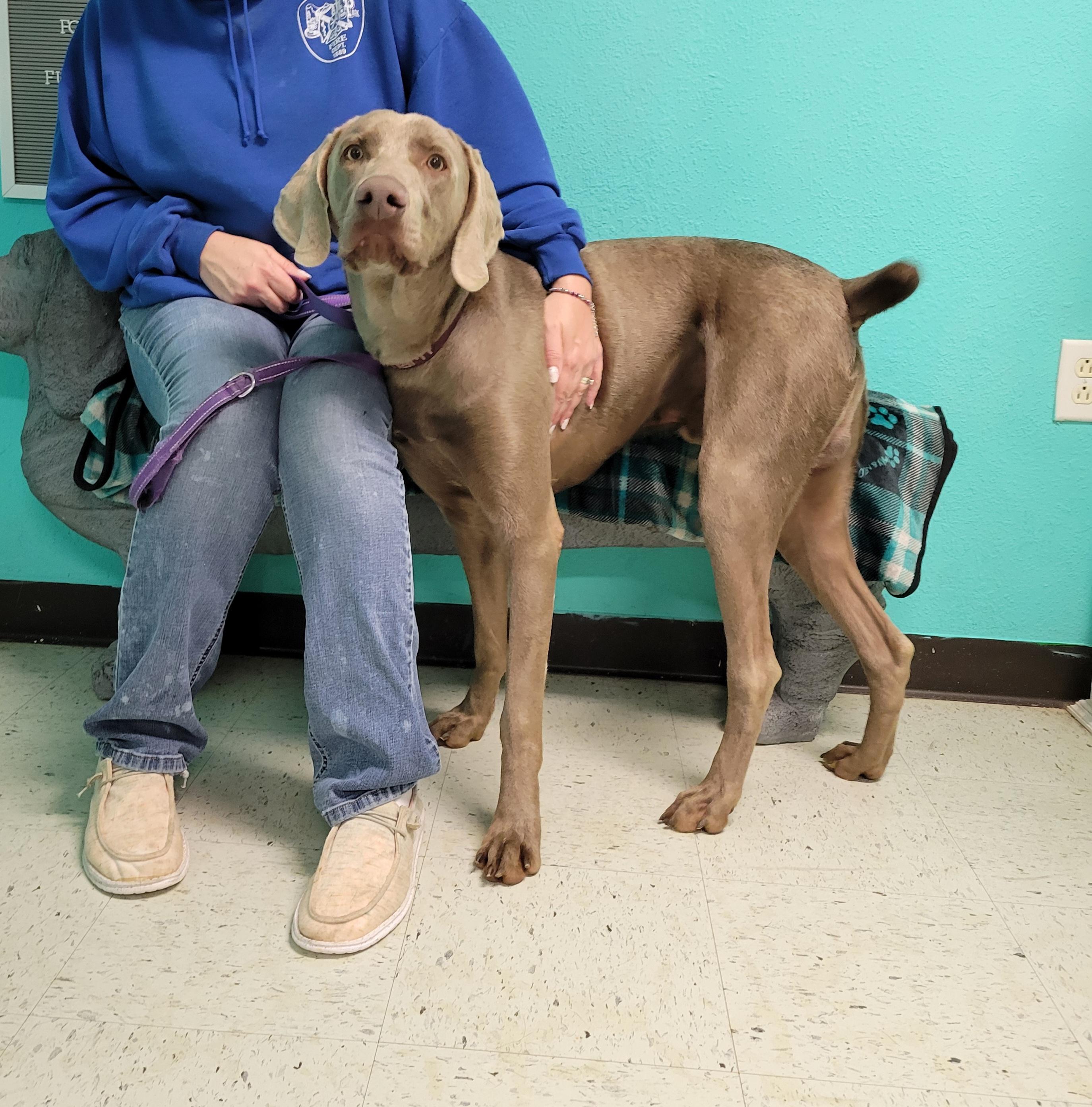 Enlarge Ace, a Adopted Weimaraner in VANDALIA, IL image 3/4