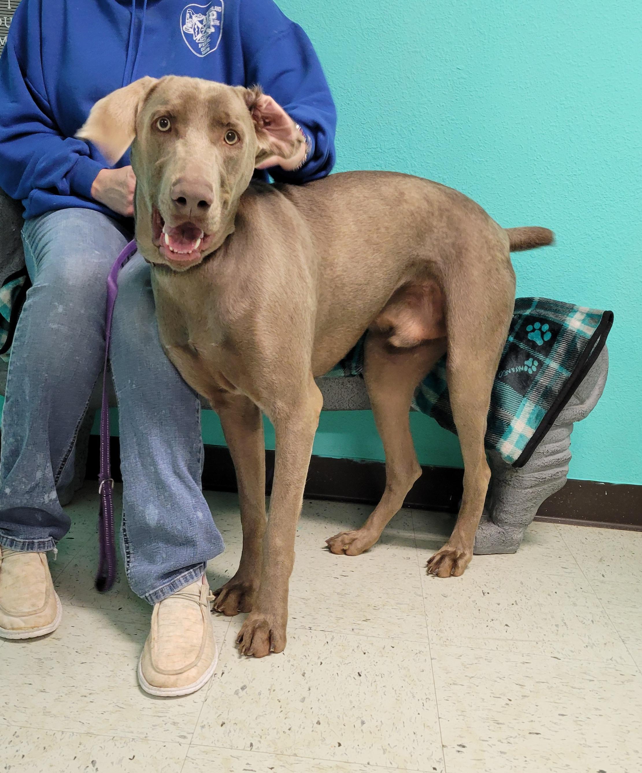 Enlarge Ace, a Adopted Weimaraner in VANDALIA, IL image 4/4