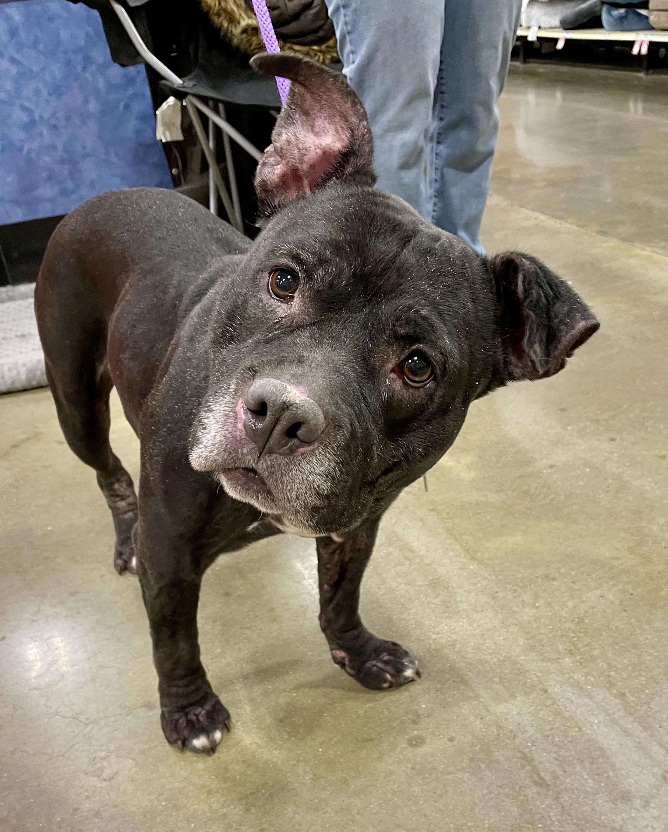 Bella, a Adoptable mixed breed in Warren, NJ image 2/6