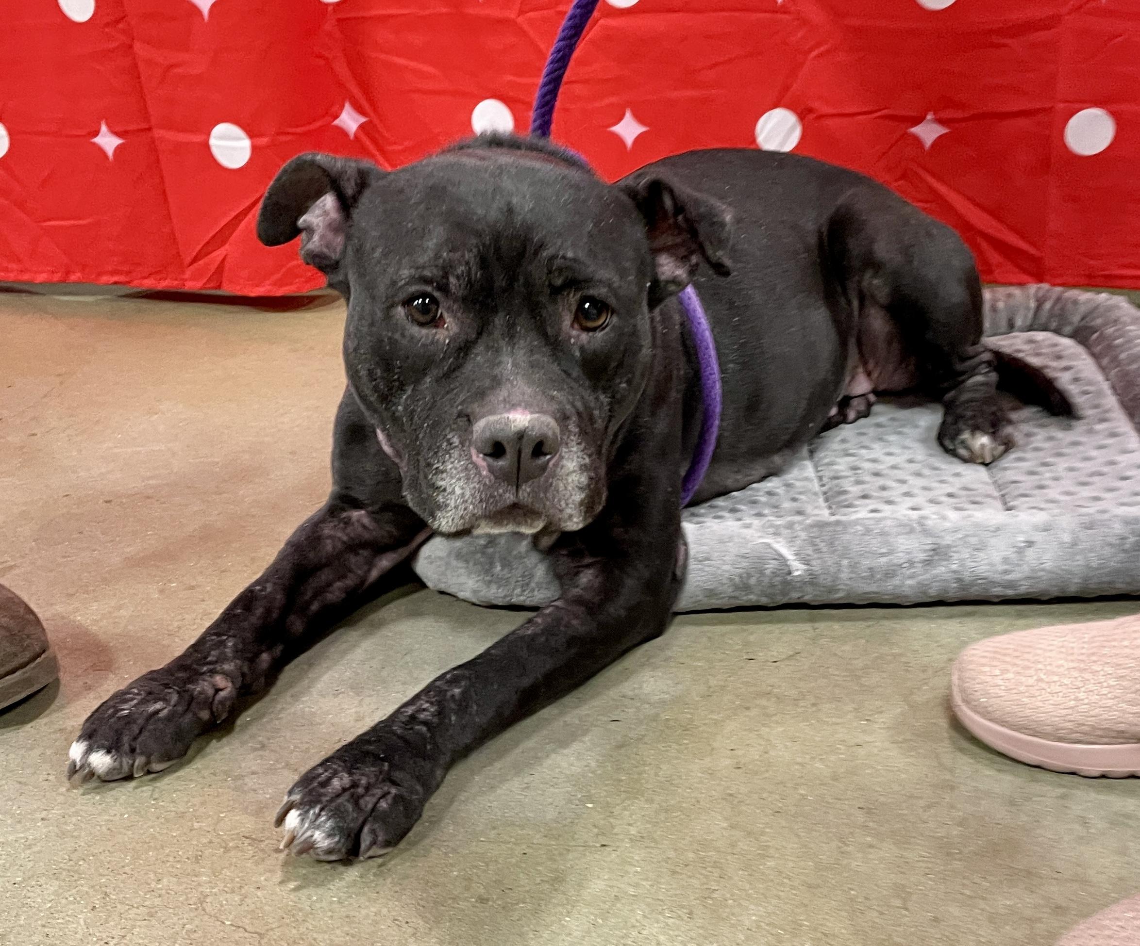 Bella, a Adoptable mixed breed in Warren, NJ image 4/6