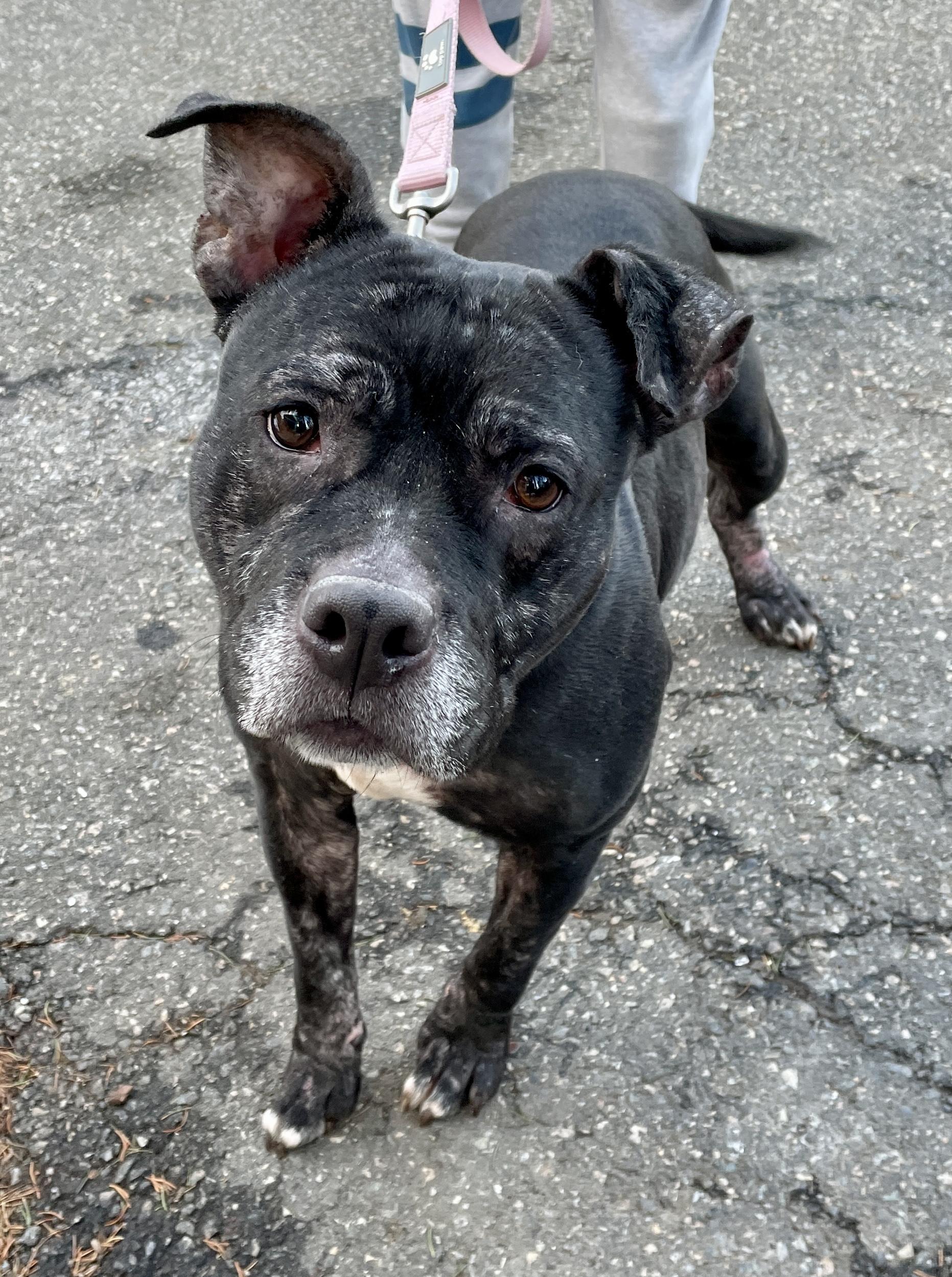 Bella, a Adoptable mixed breed in Warren, NJ image 6/6