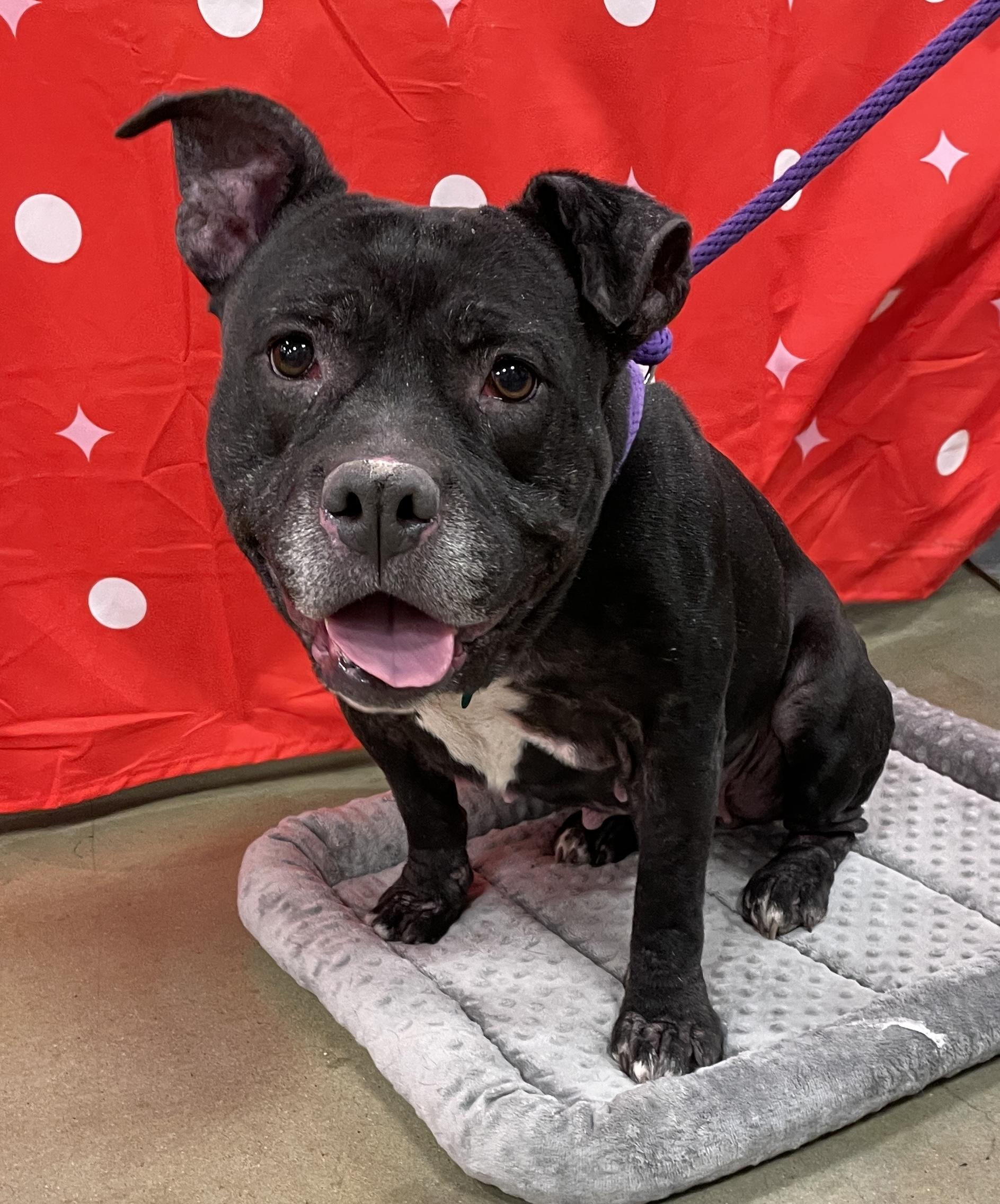 Bella, a Adoptable mixed breed in Warren, NJ image 3/6