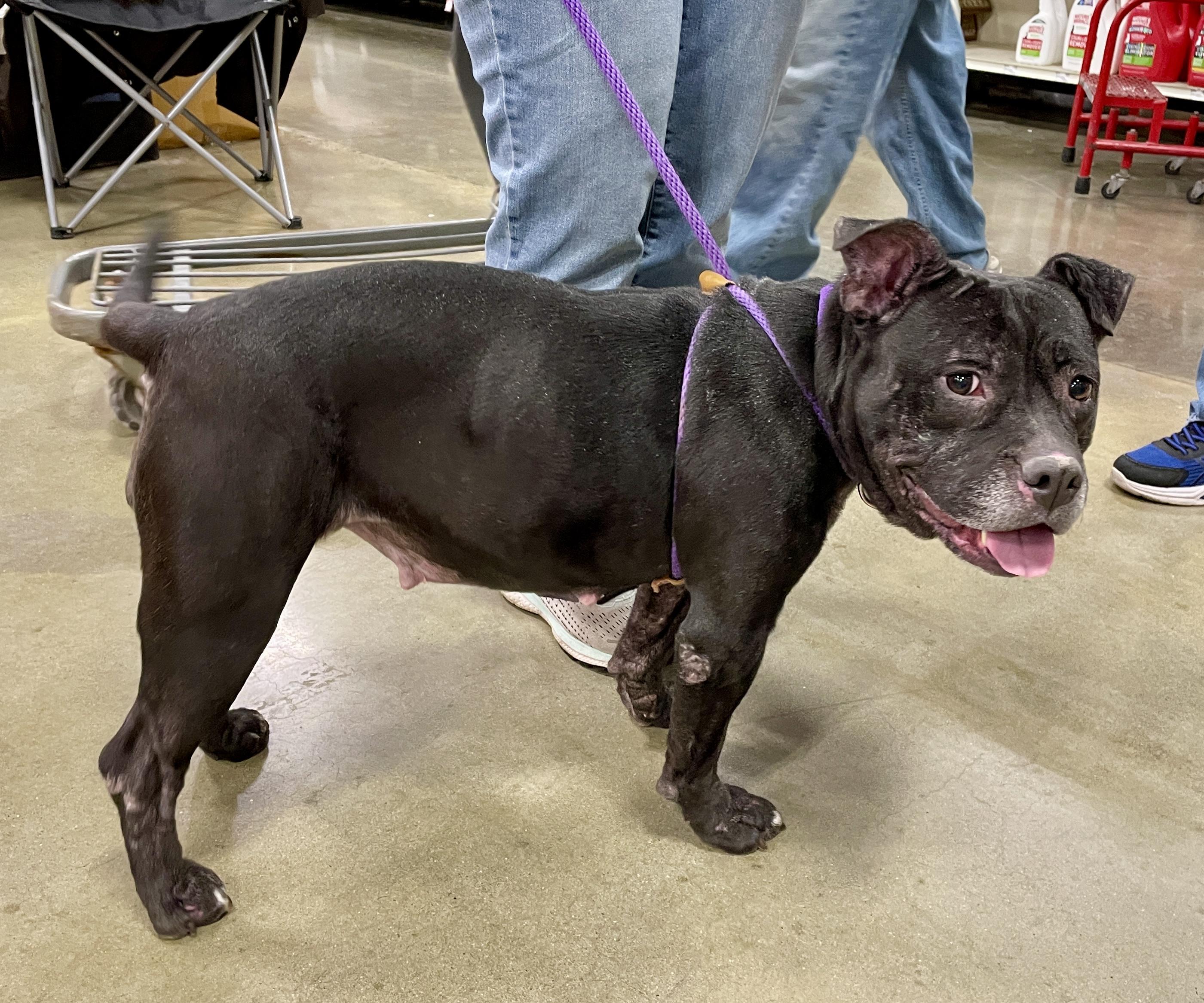 Bella, a Adoptable mixed breed in Warren, NJ image 5/6