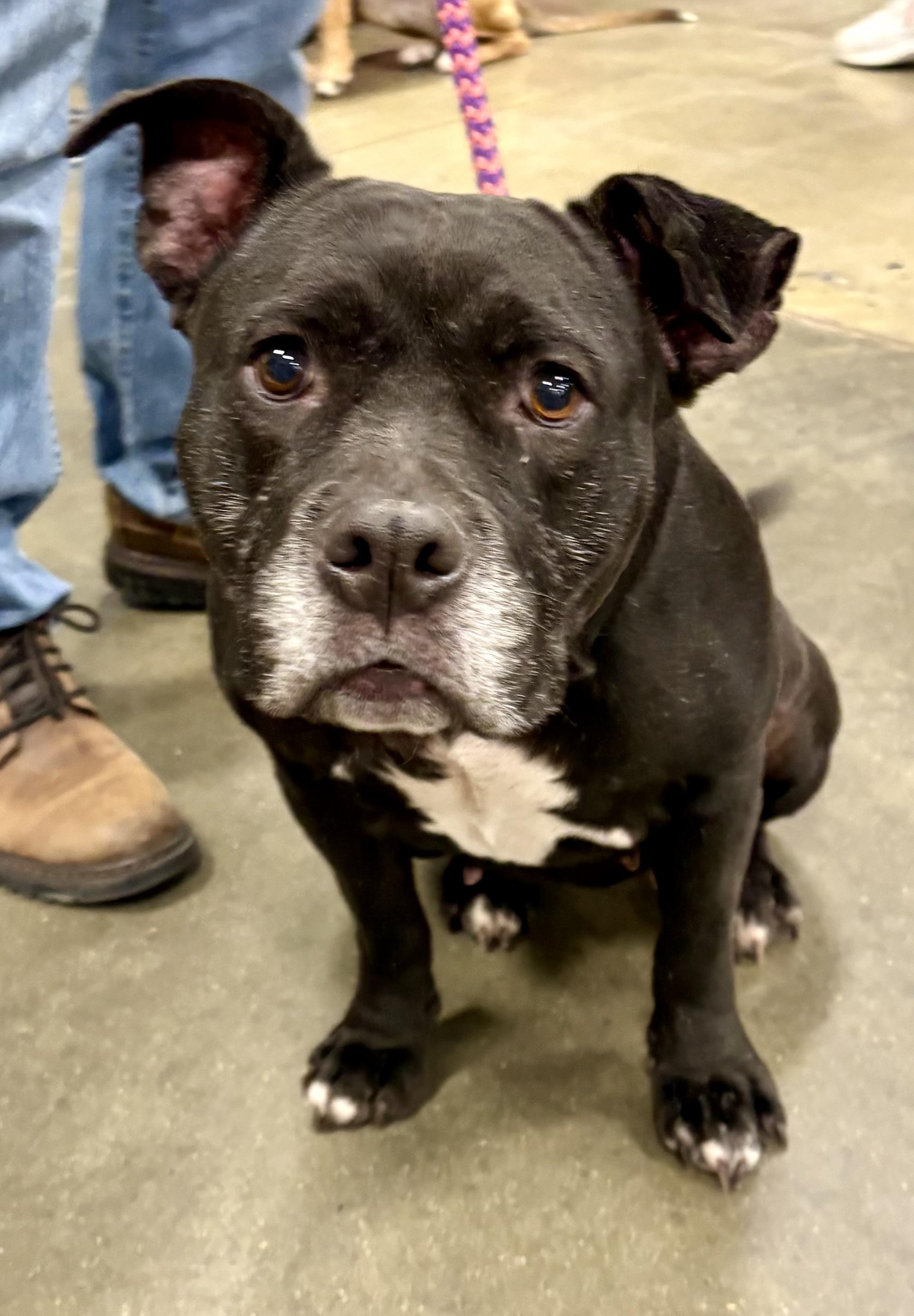 Bella, Adoptable, Adult Female American Bulldog.